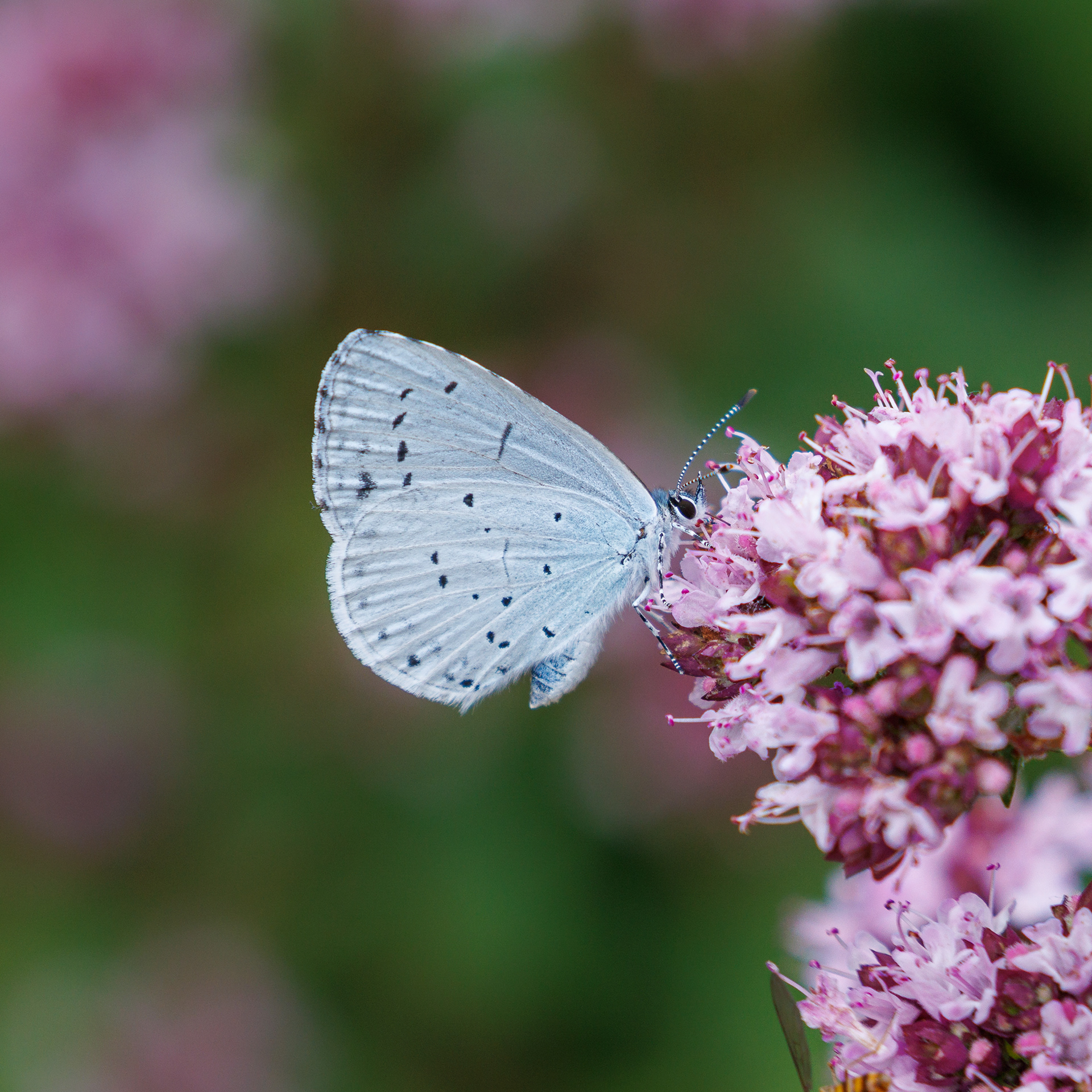 Holly Blue