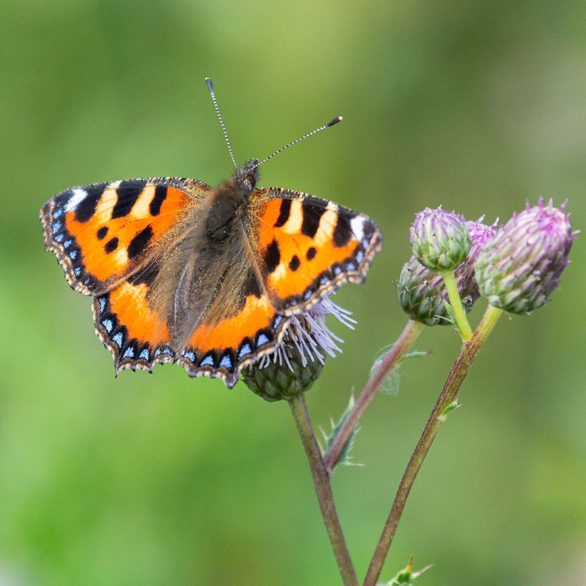 Small Tortoiseshell