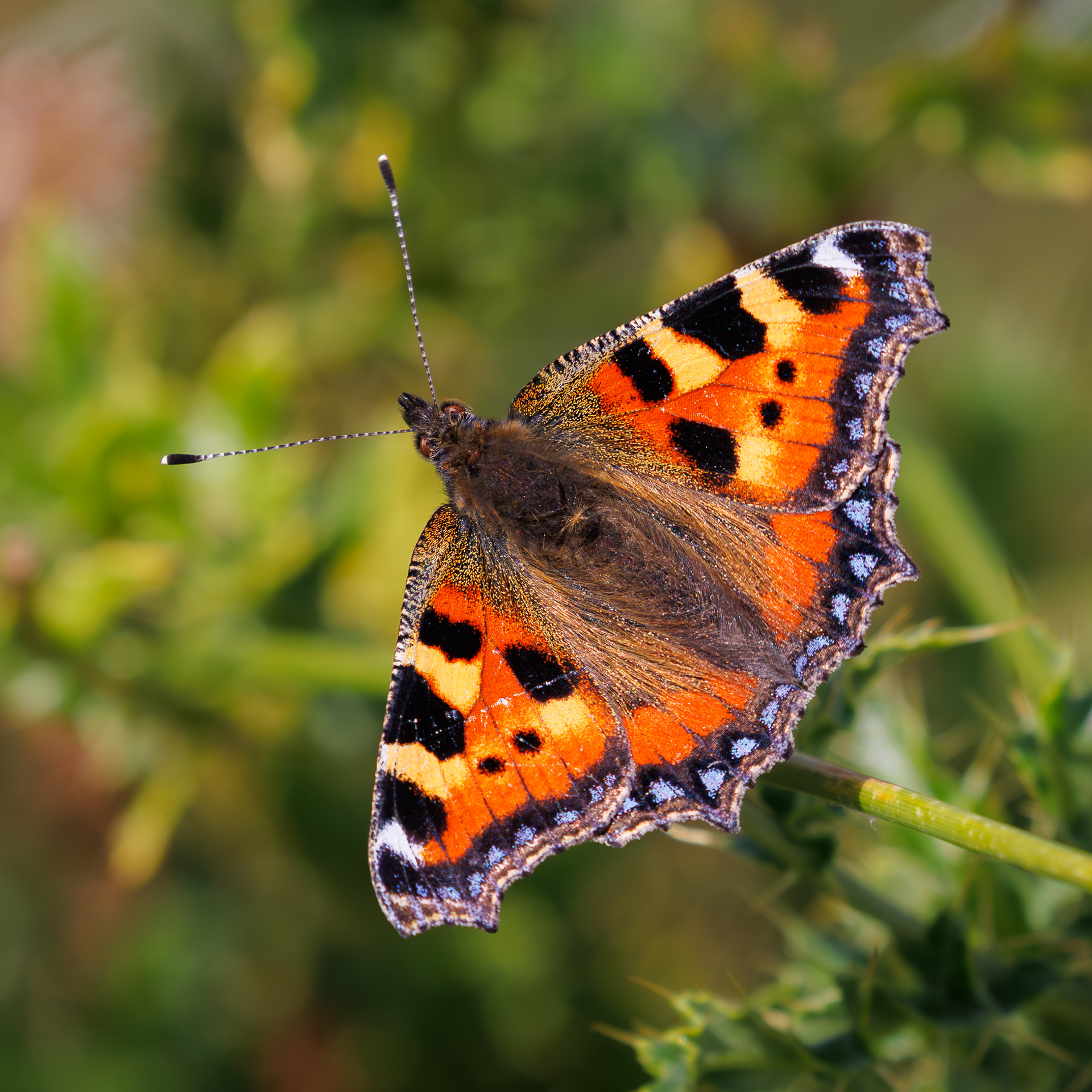Small Tortoiseshell