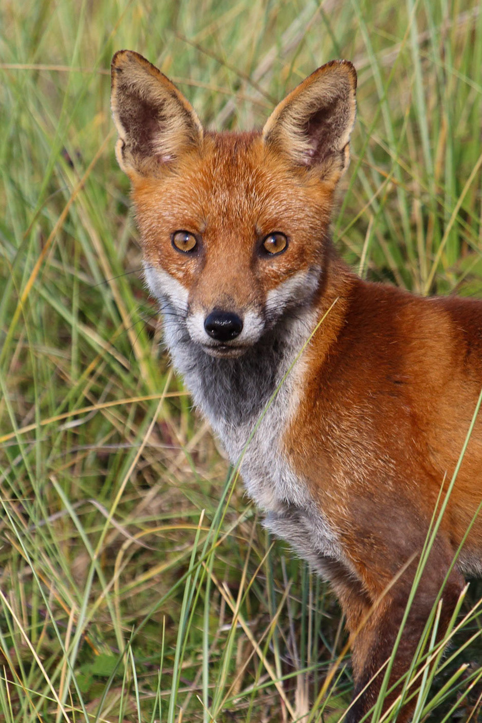 Fox