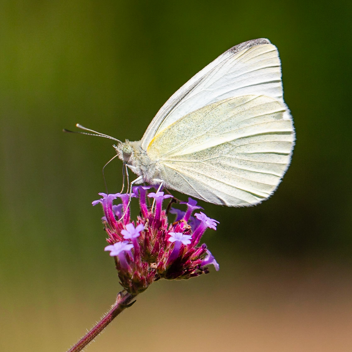 Small White