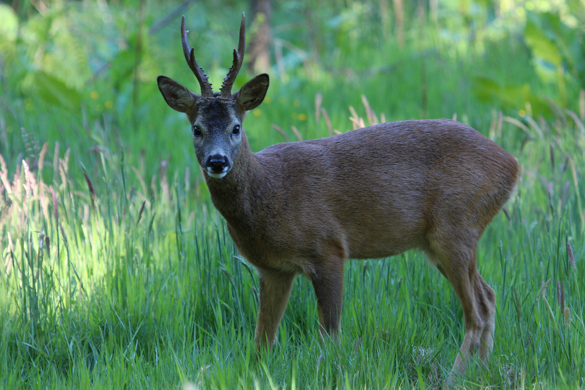 Roe Deer