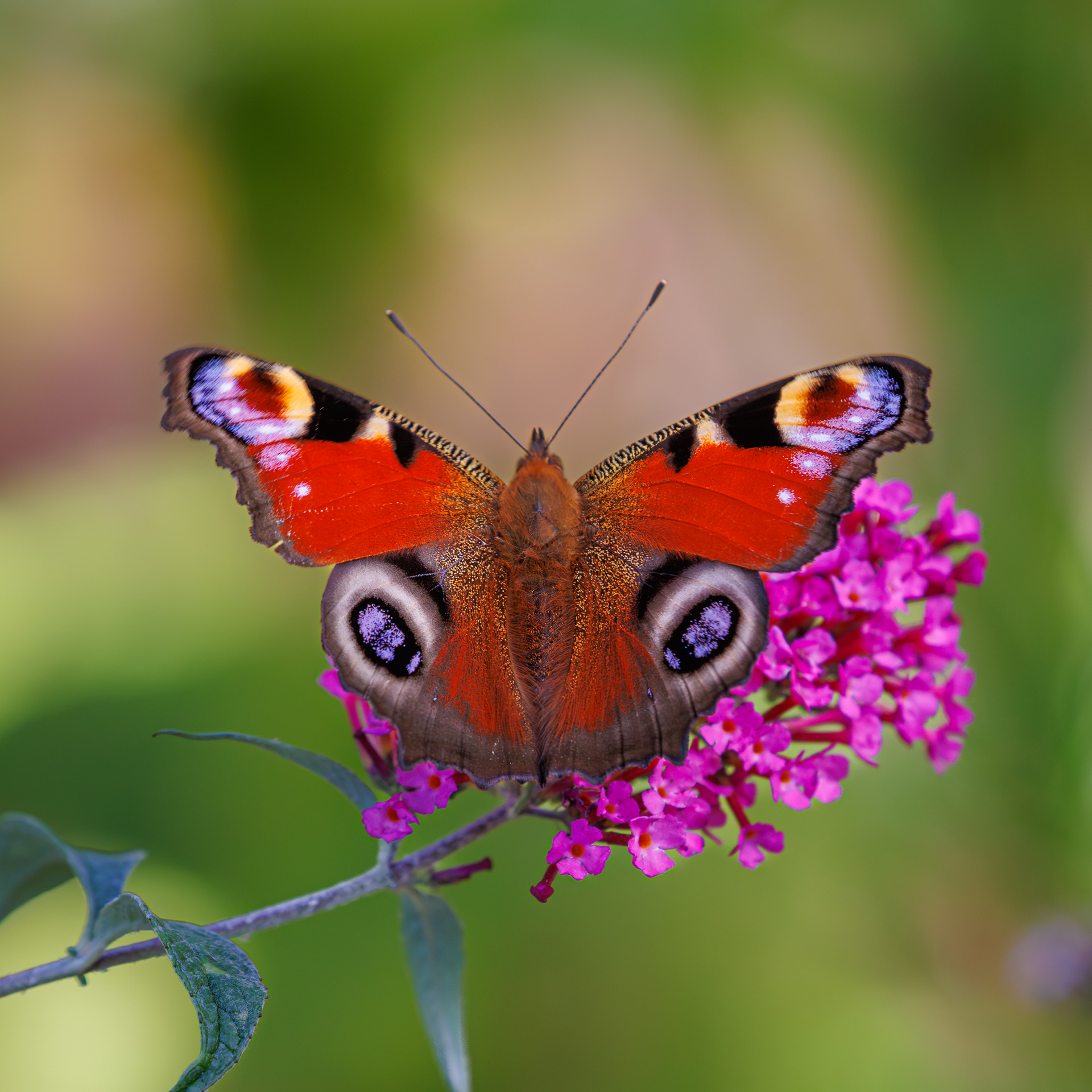 Peacock