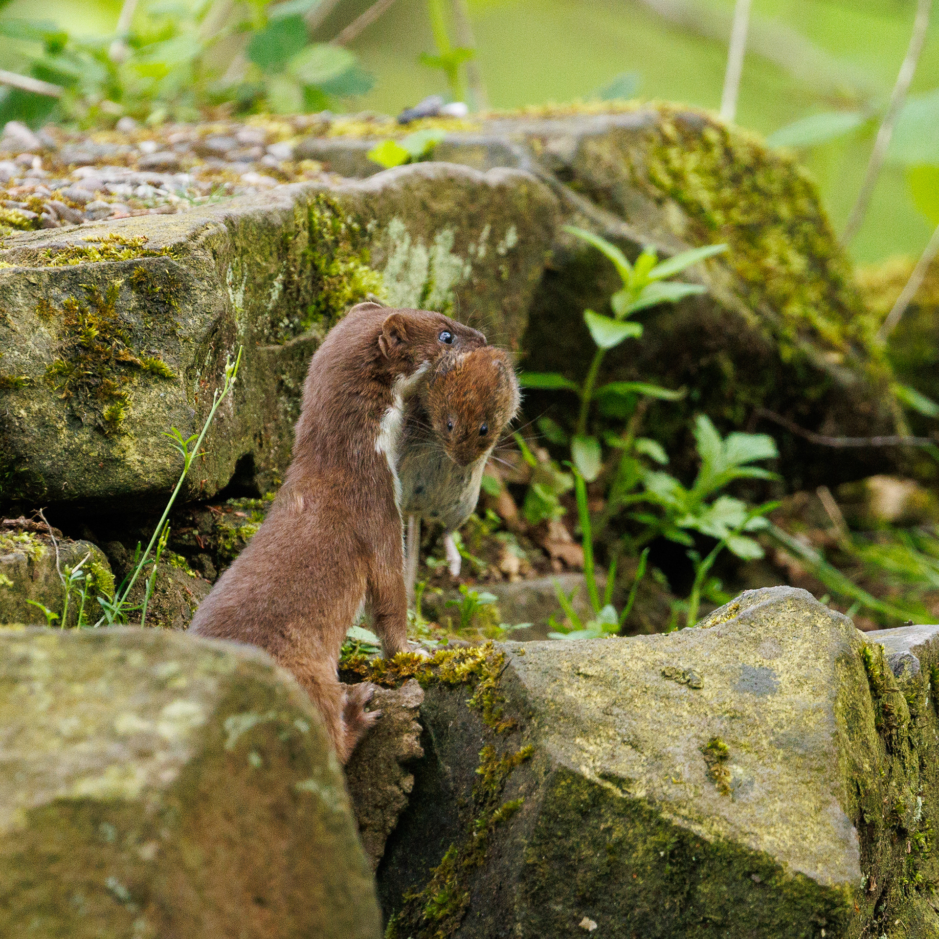 Weasel