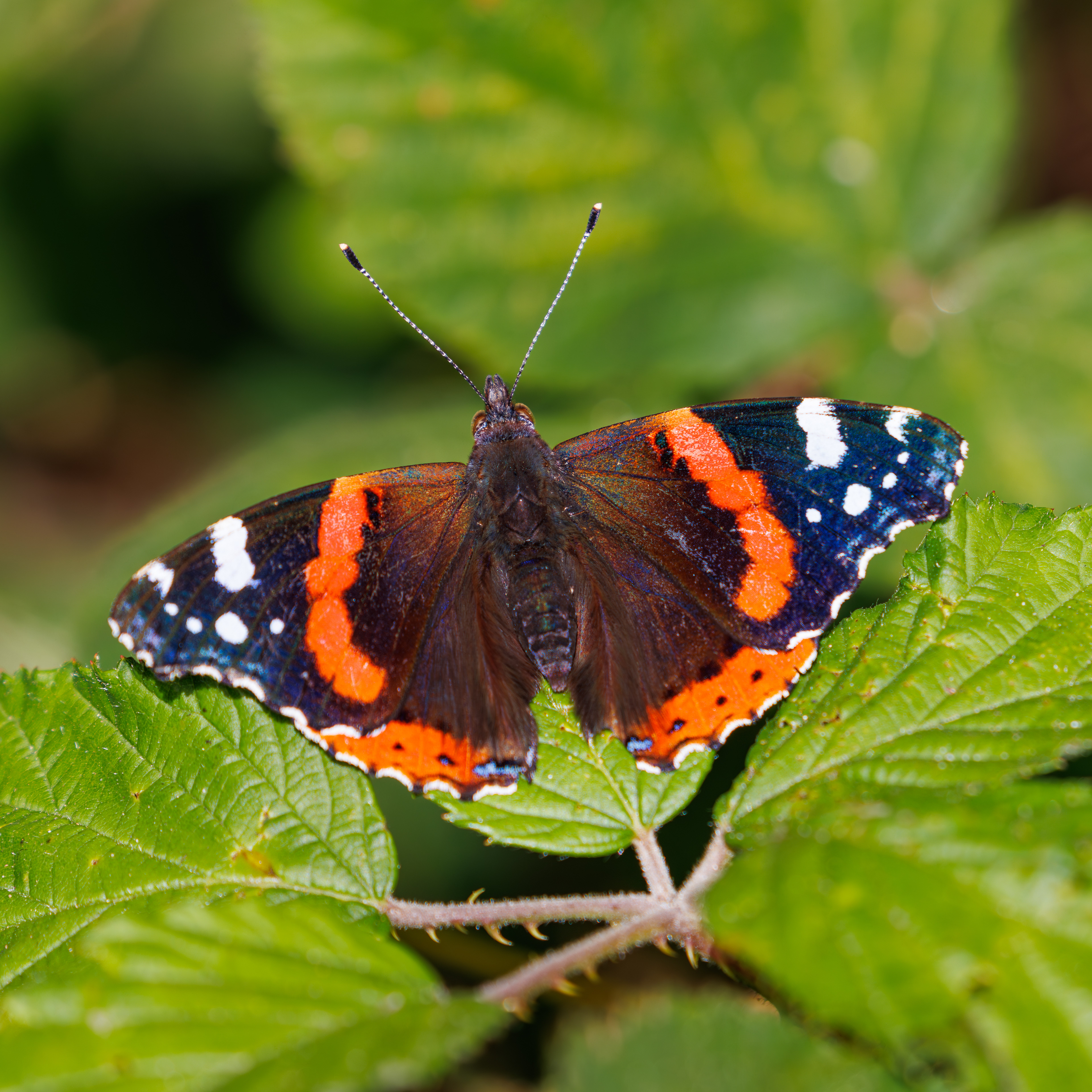 Red Admiral