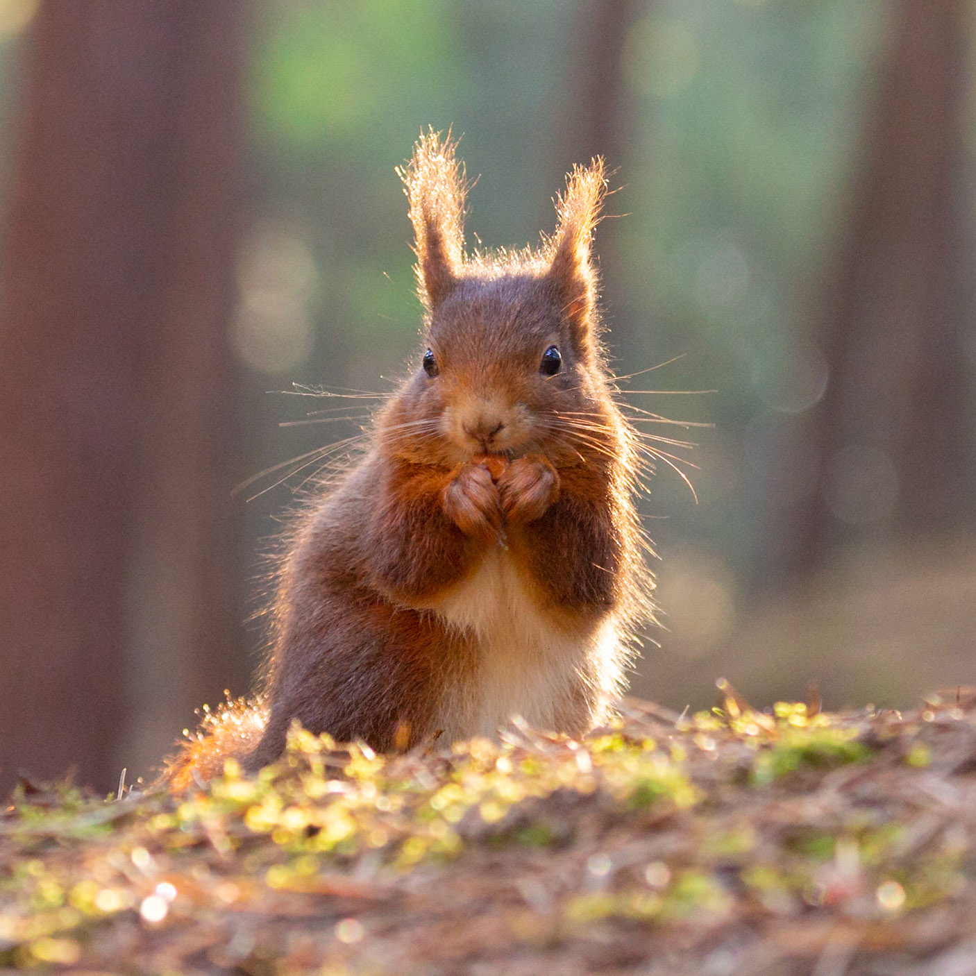 Red Squirrel