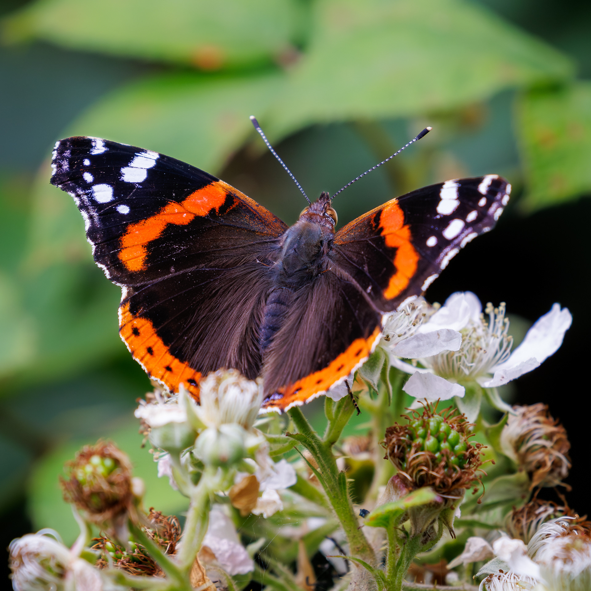 Red Admiral