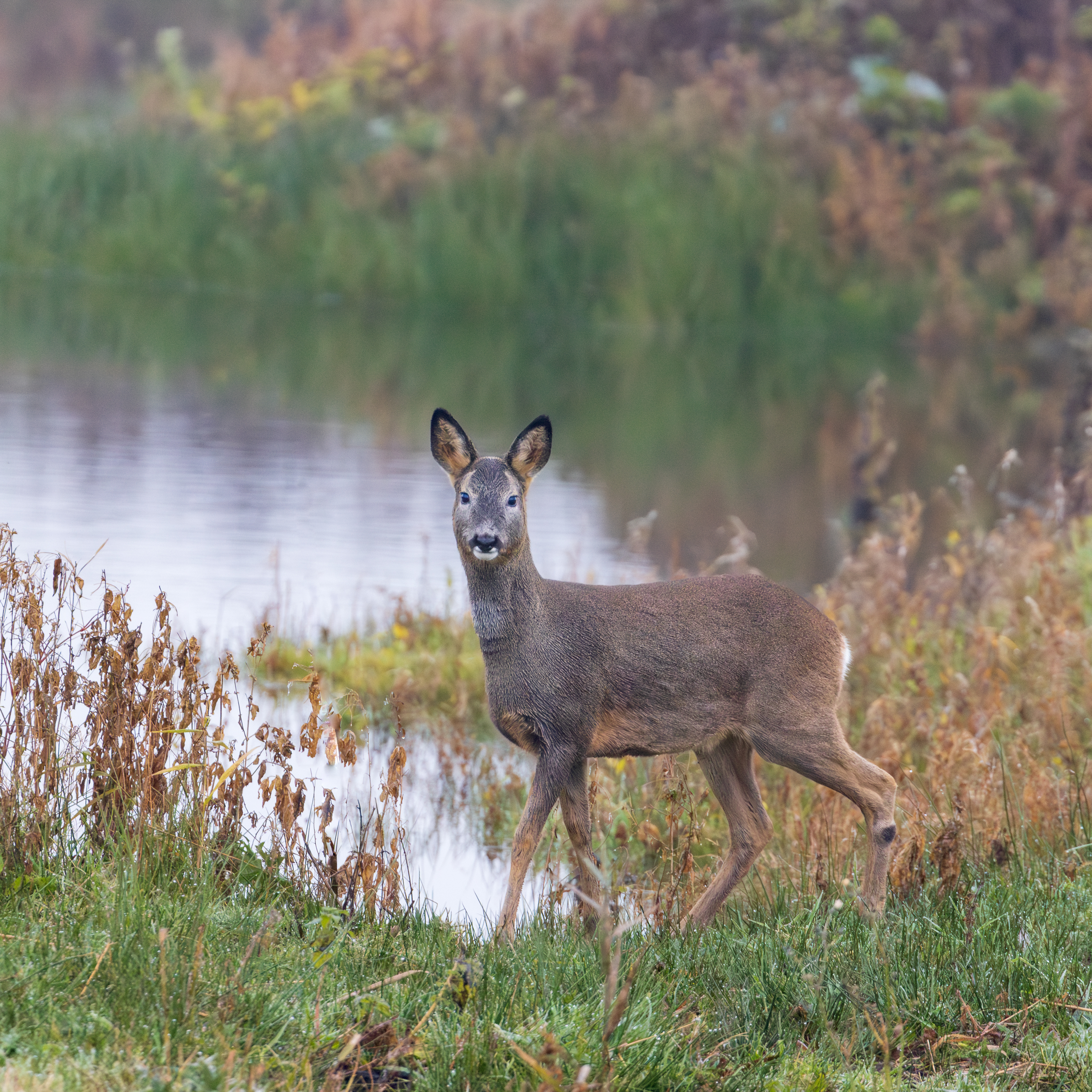 Roe Deer