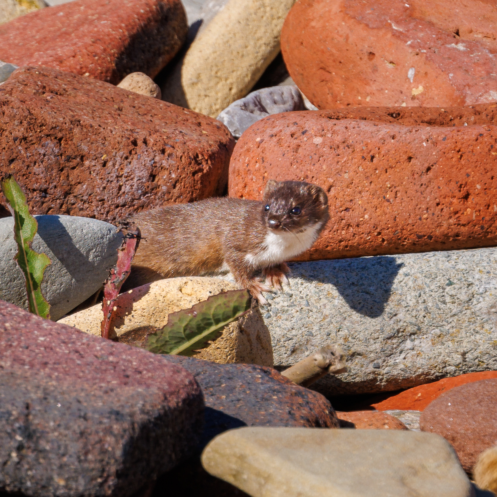 Weasel