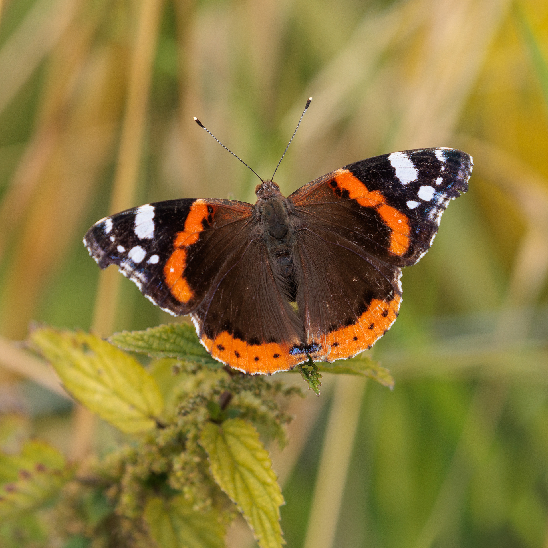 Red Admiral 