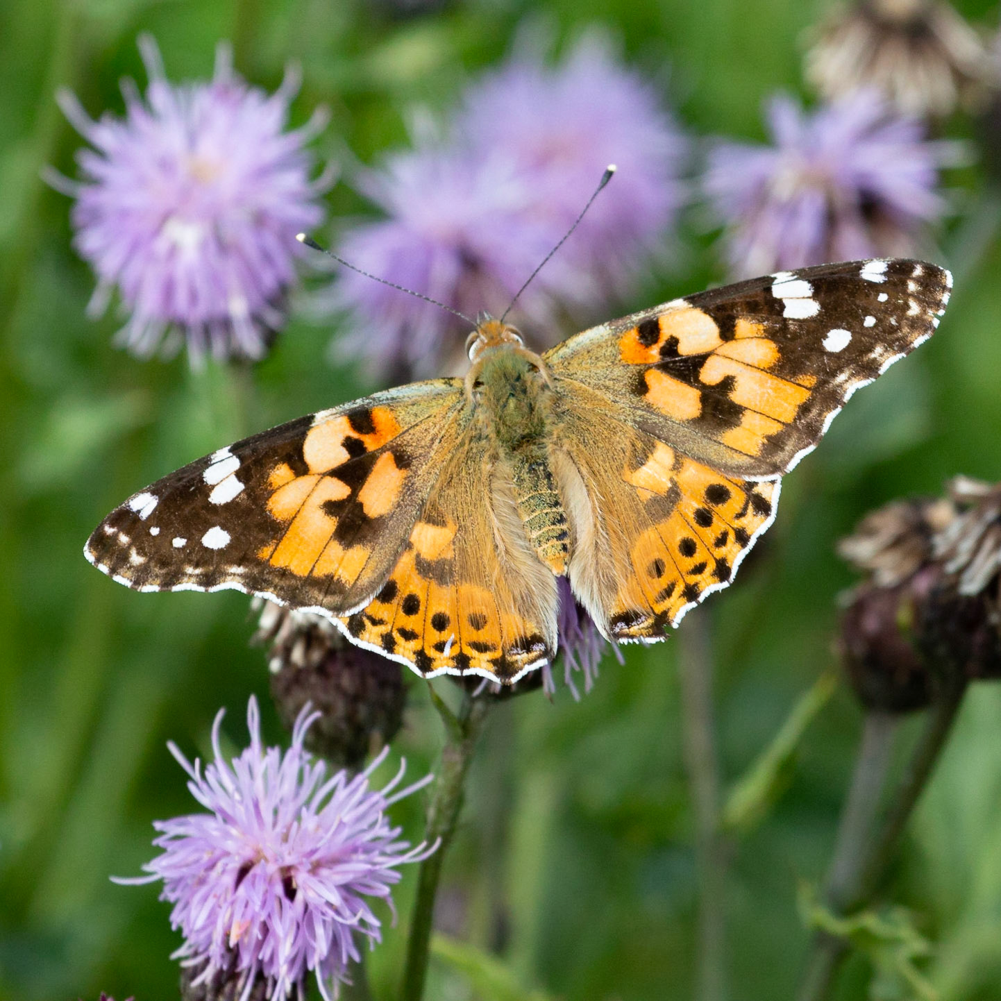 Painted Lady