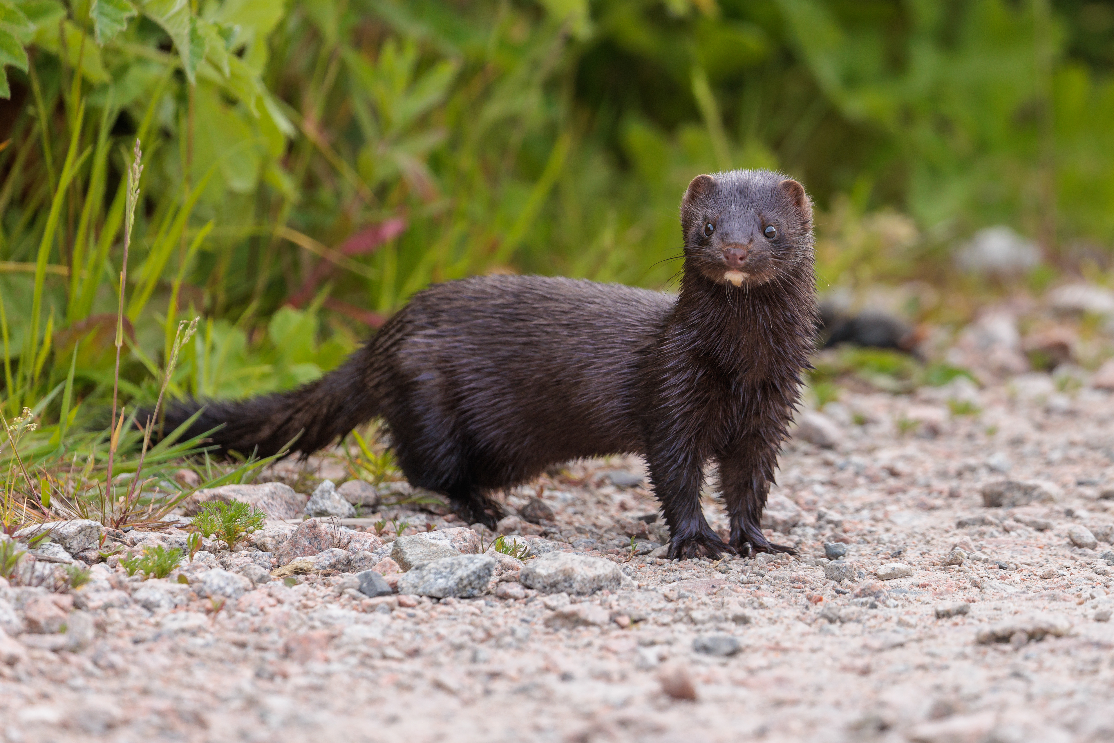 Mink