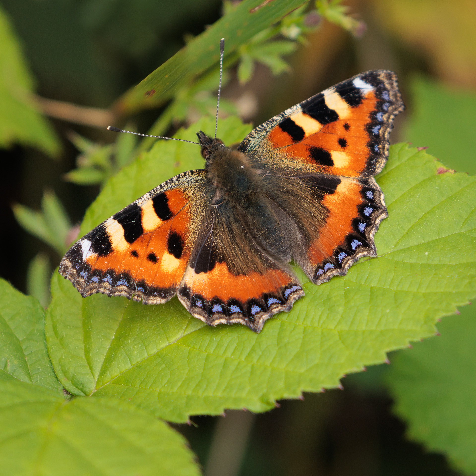 Small Tortoiseshell