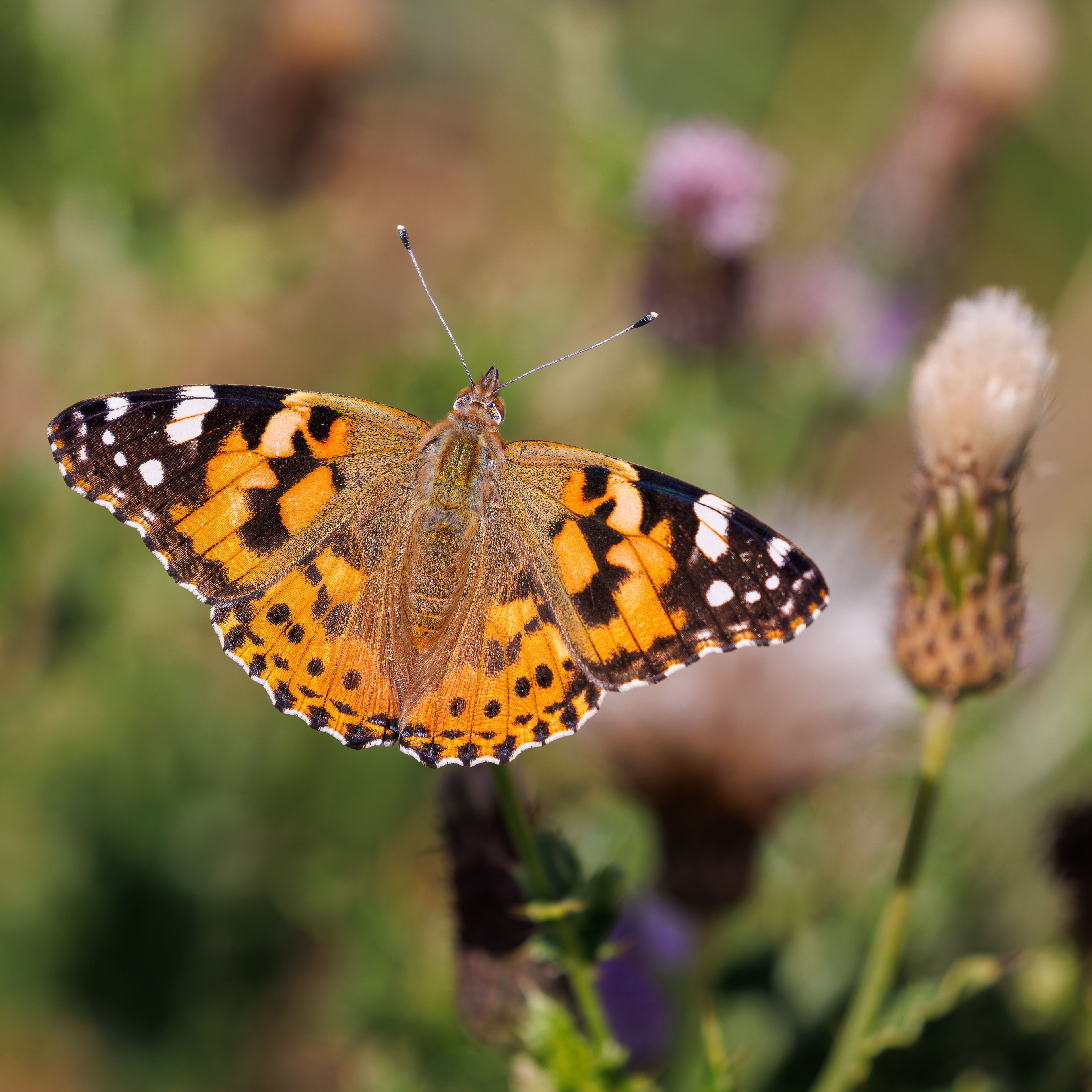 Painted Lady
