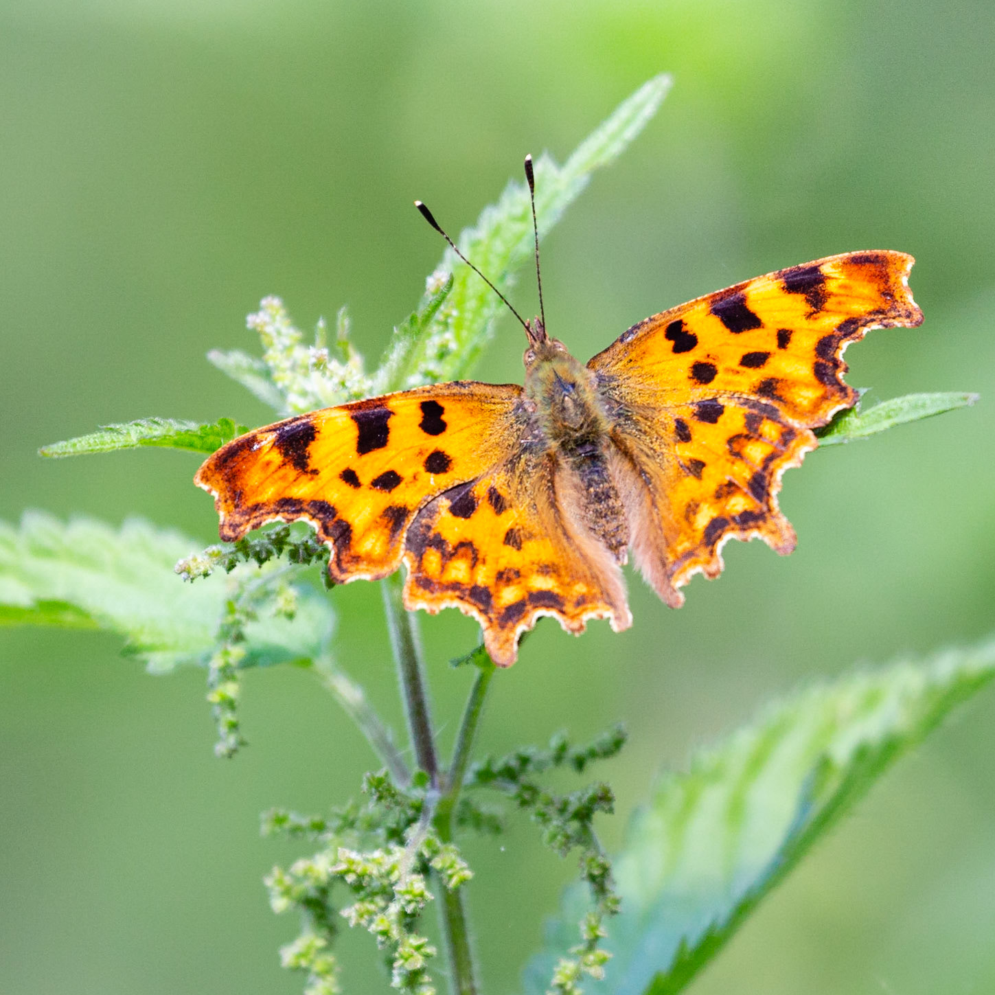 Comma