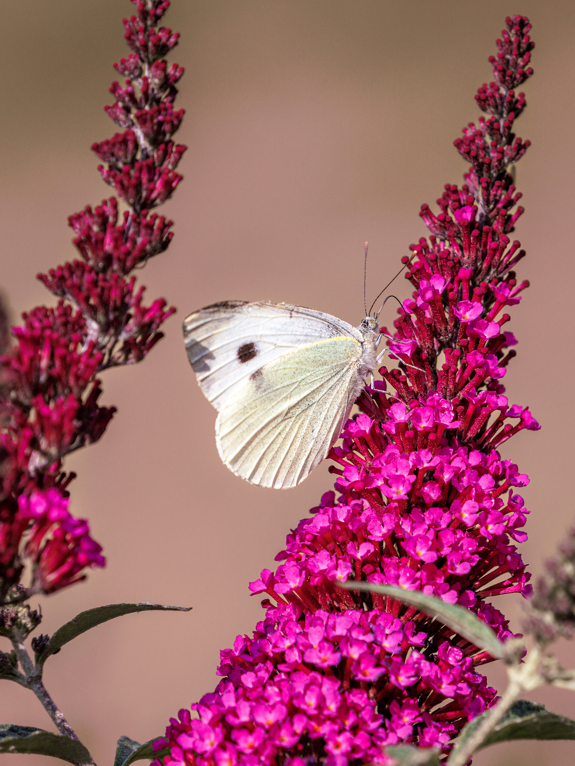 Large White