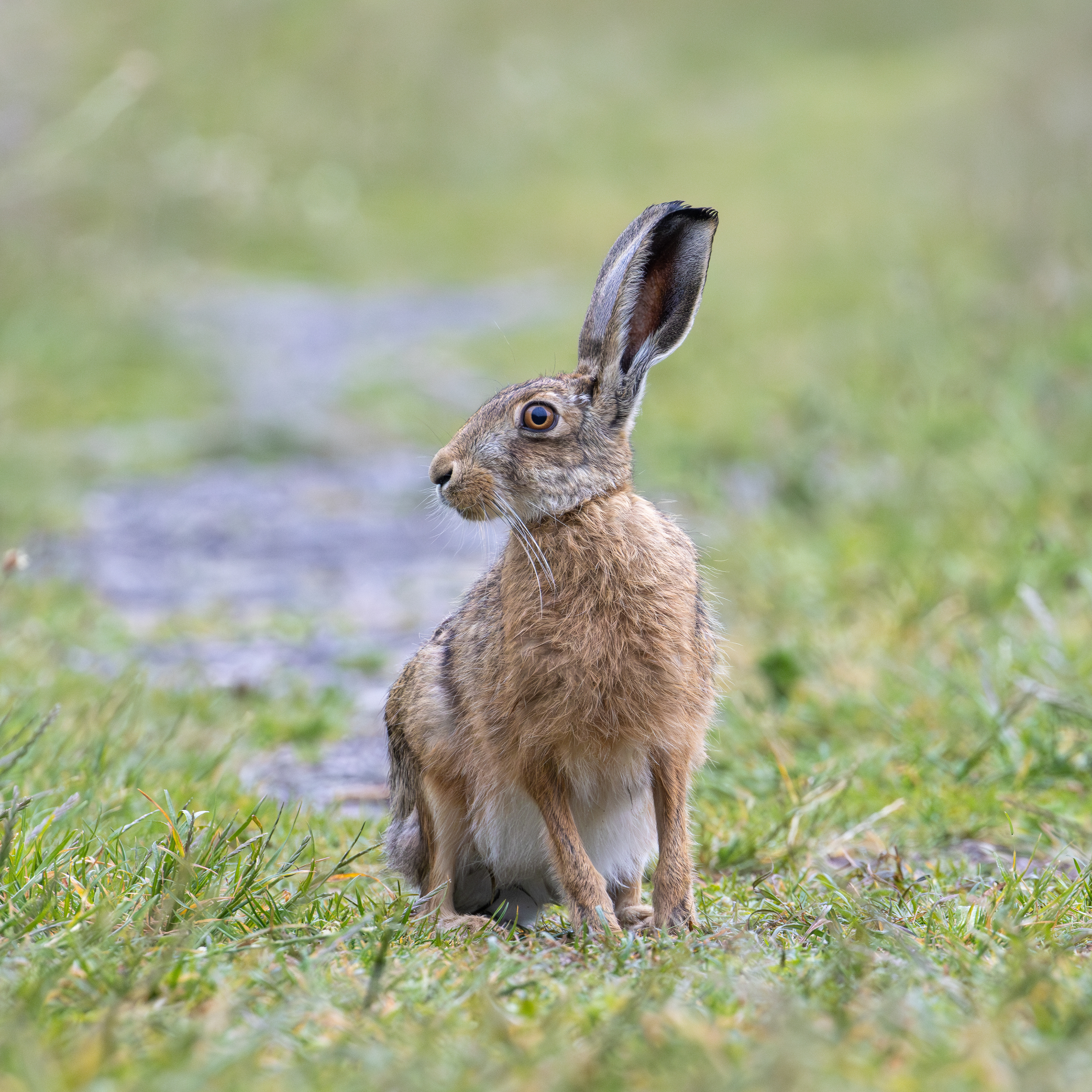Hare