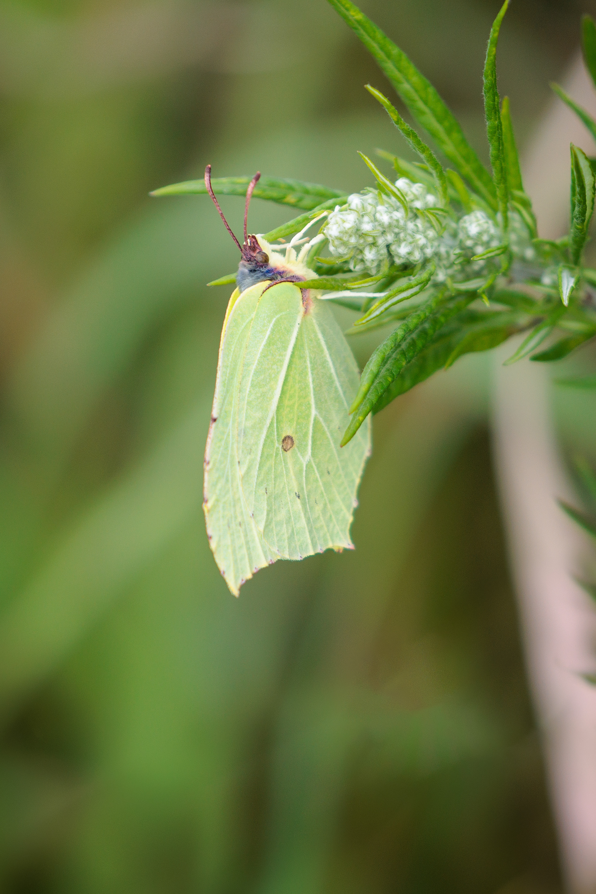 Brimstone
