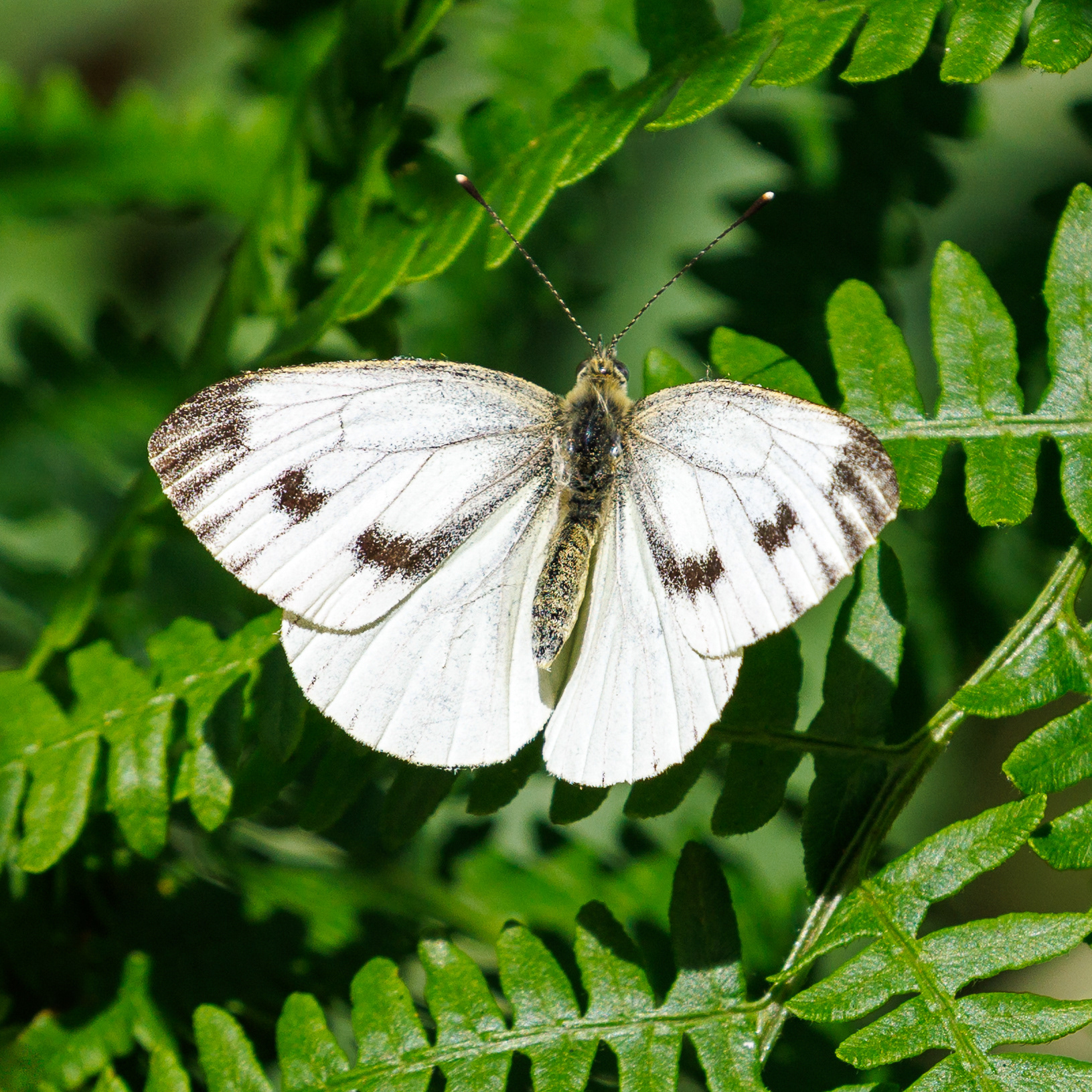 Small White