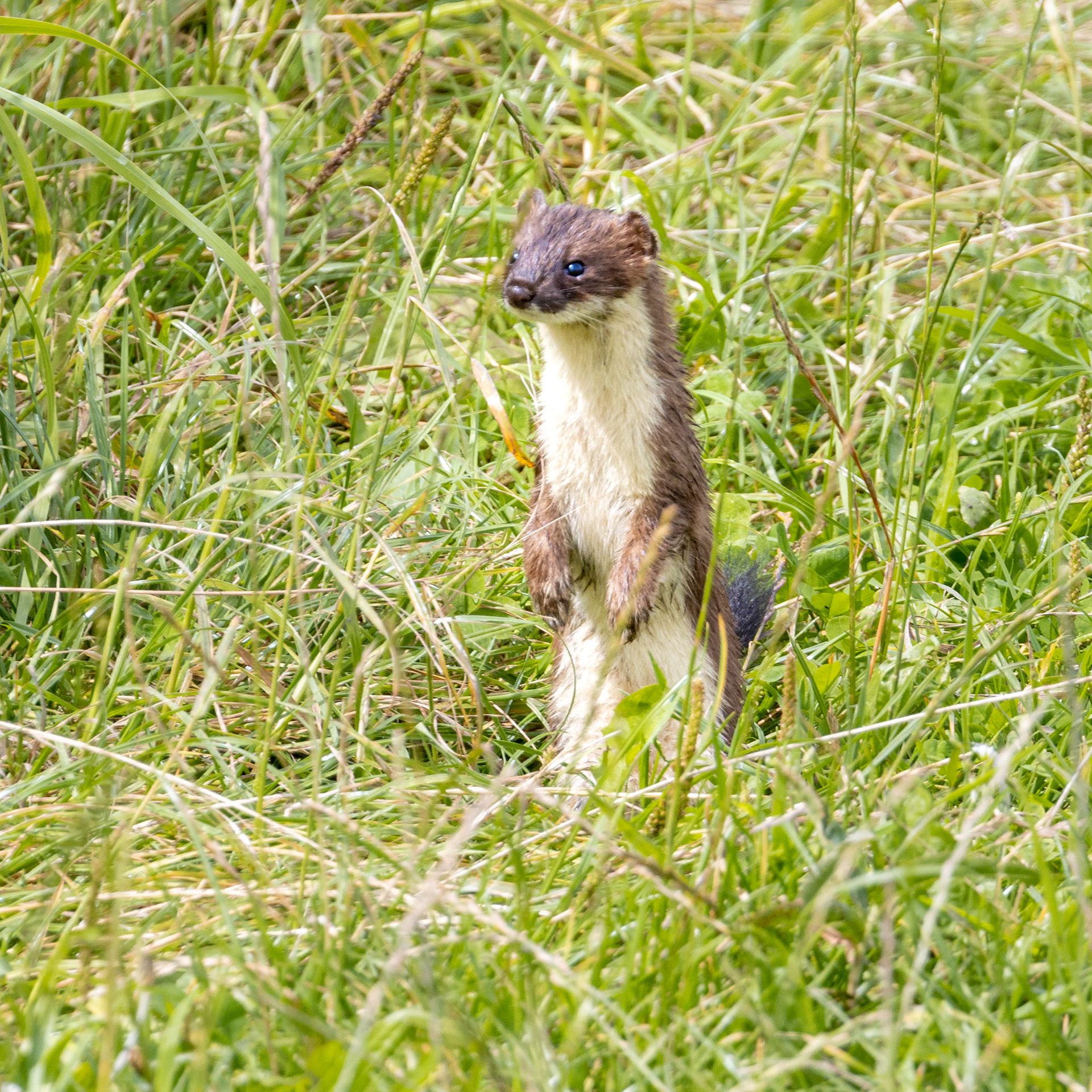 Stoat