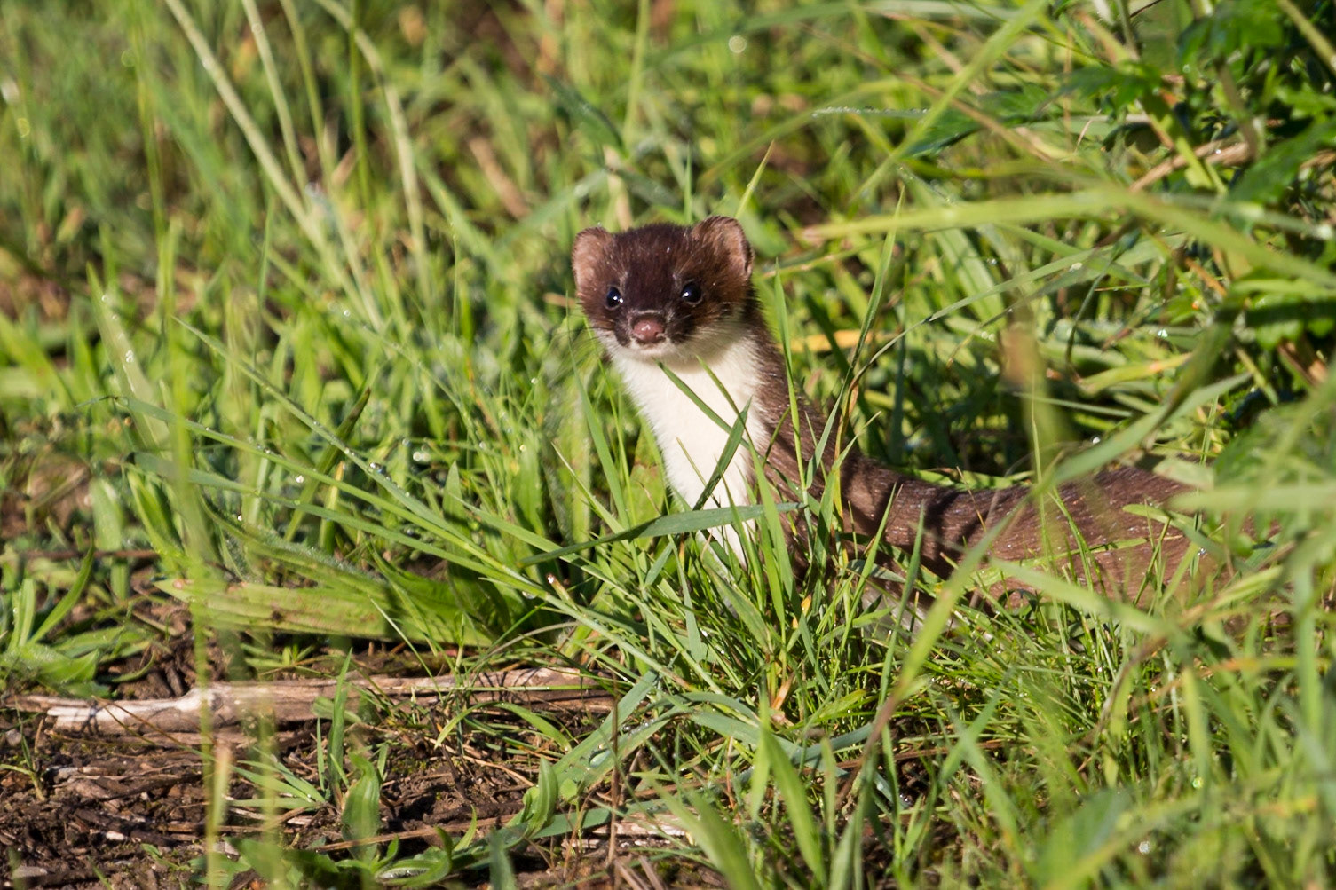 Stoat