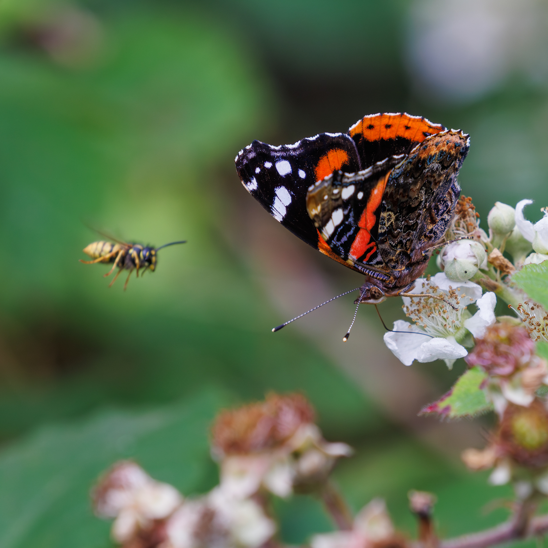 Red Admiral