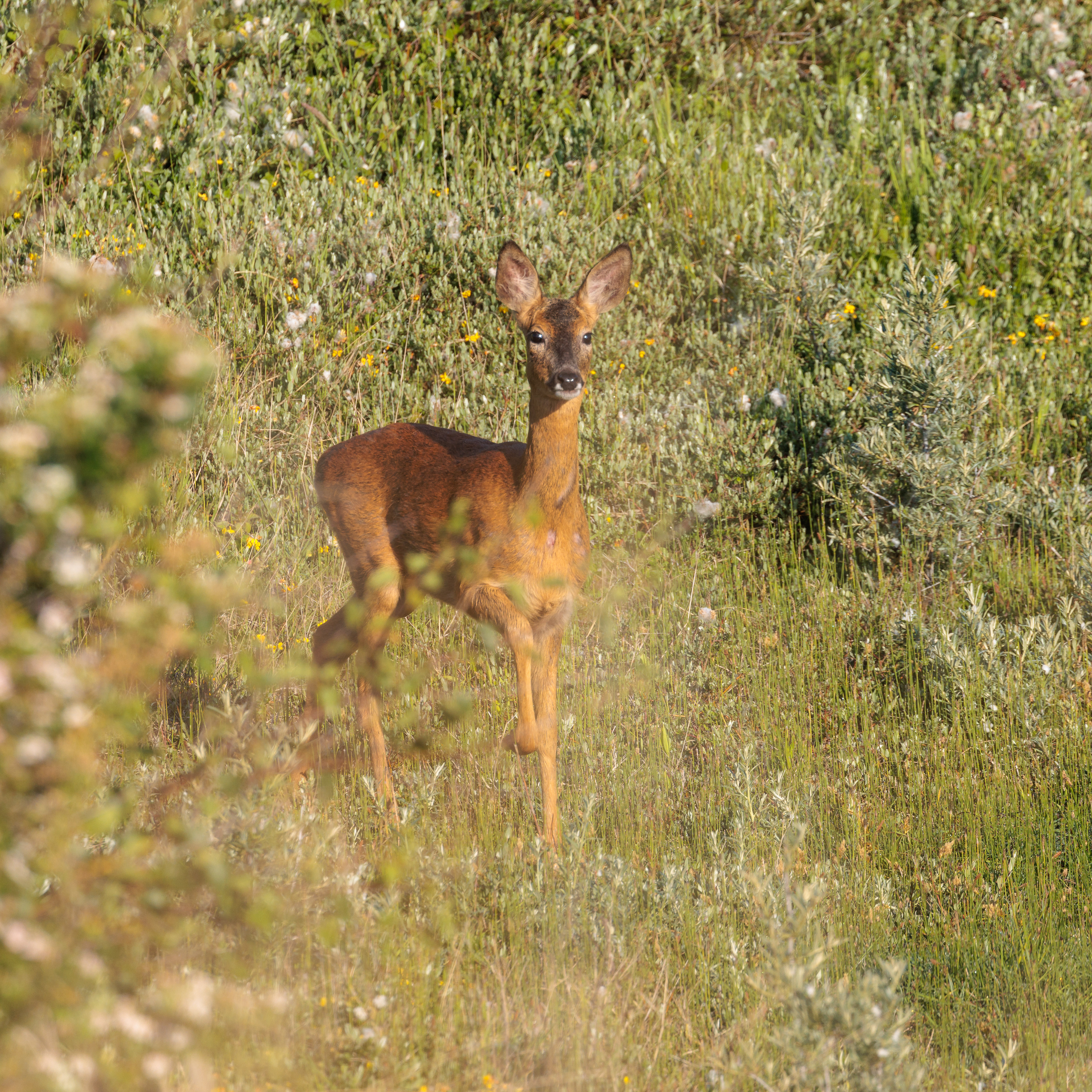 Roe Deer