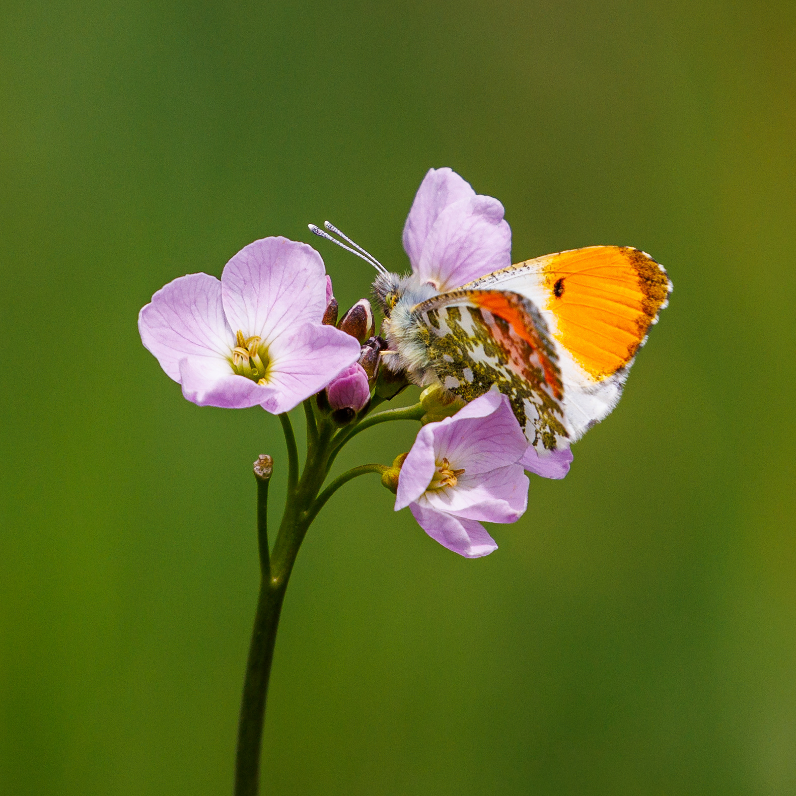 Orange Top Male