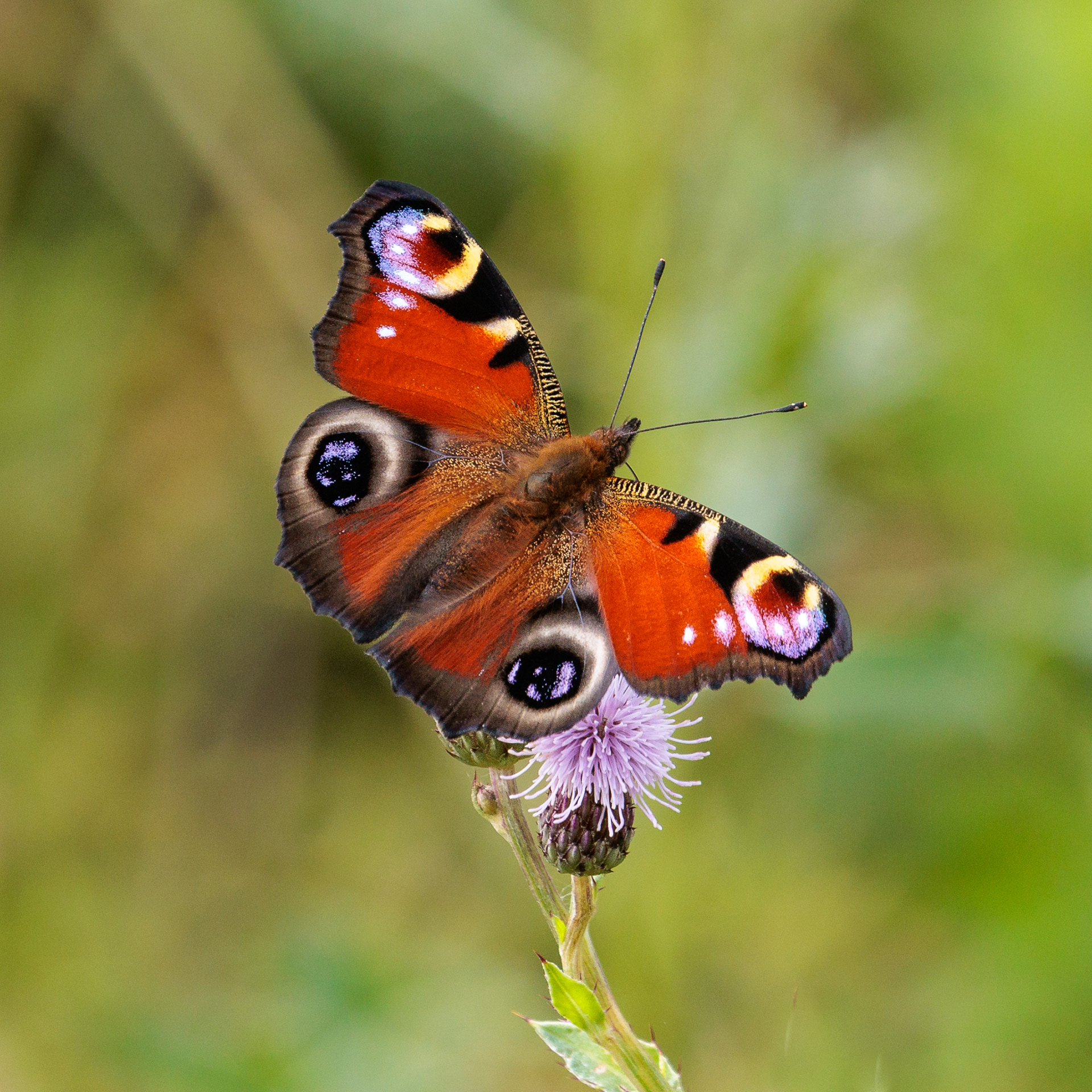 Peacock