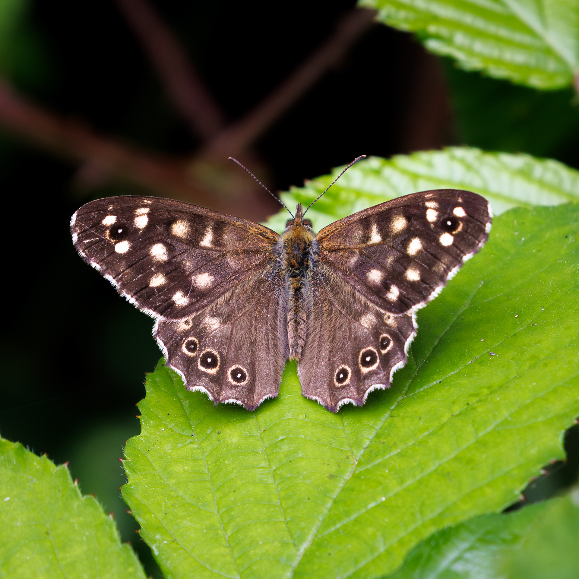 Speckled Wood