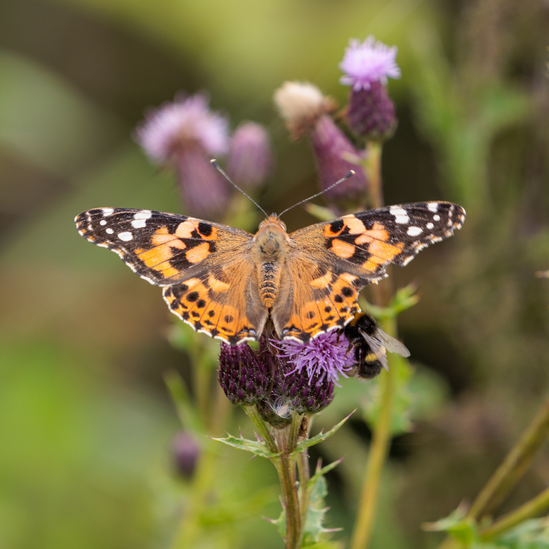 Painted Lady