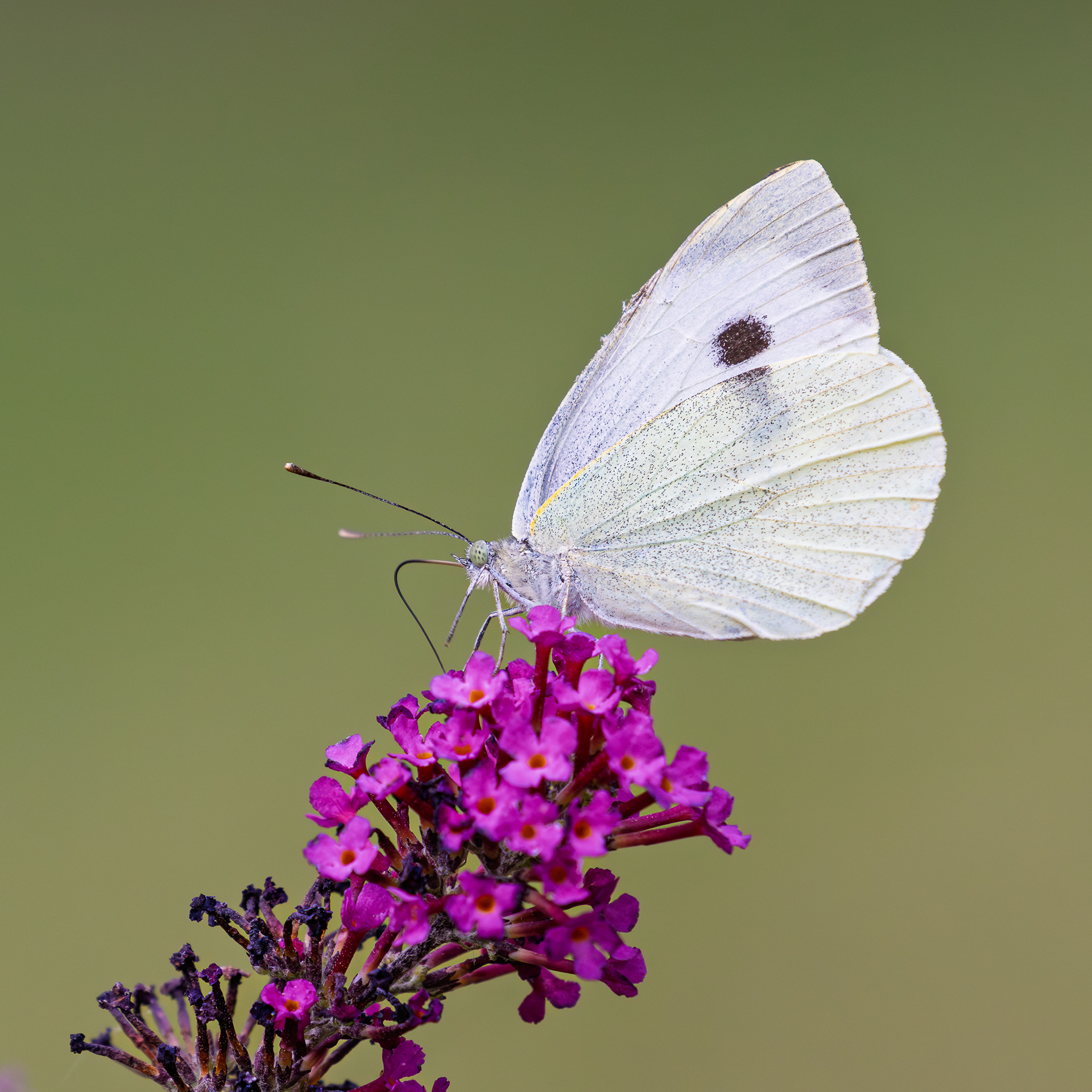Large White