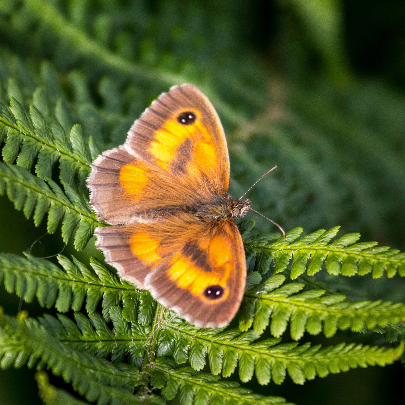 Gatekeeper