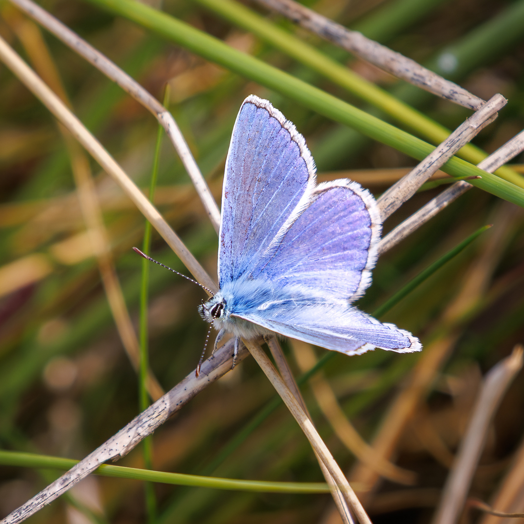 Common Blue