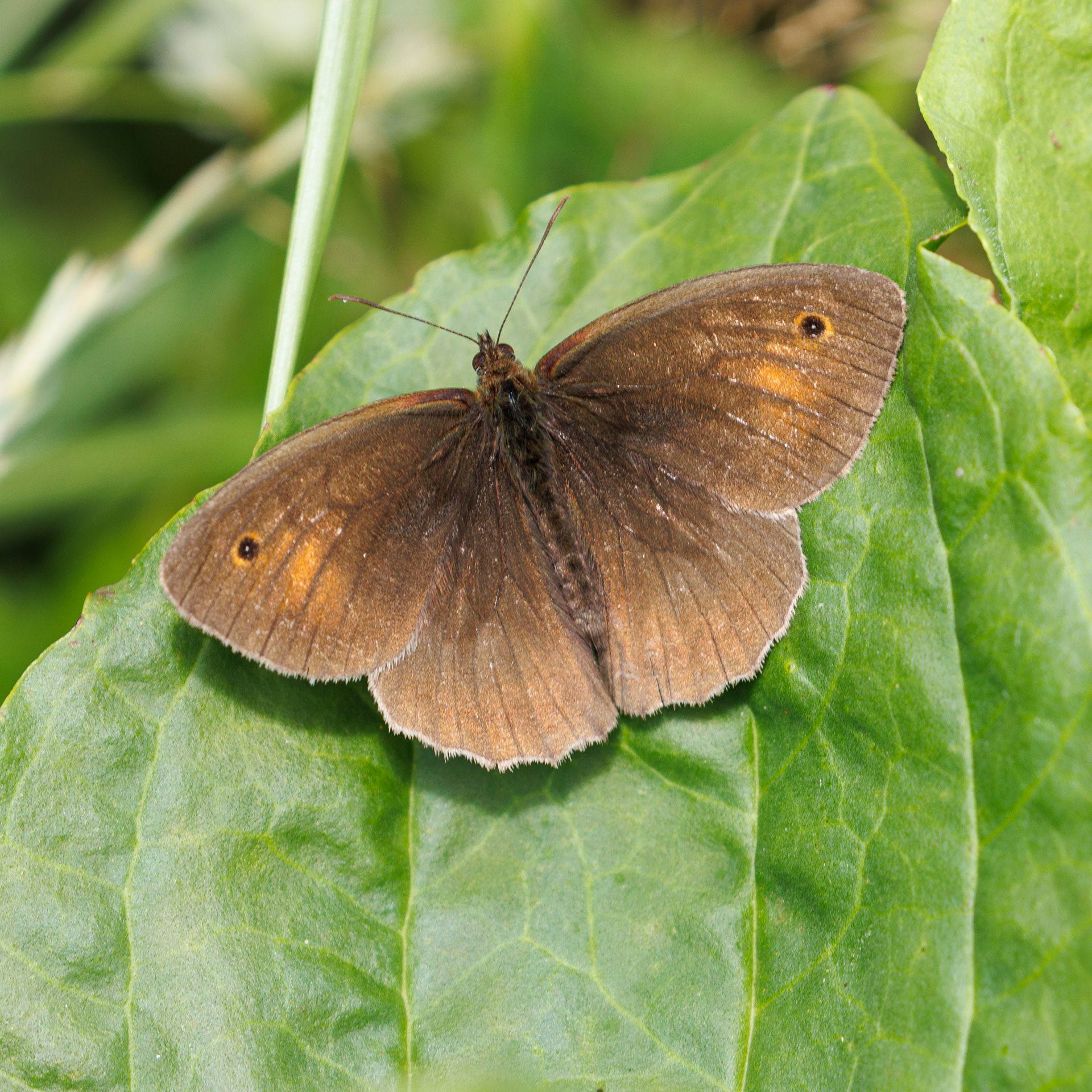 Meadow Brown