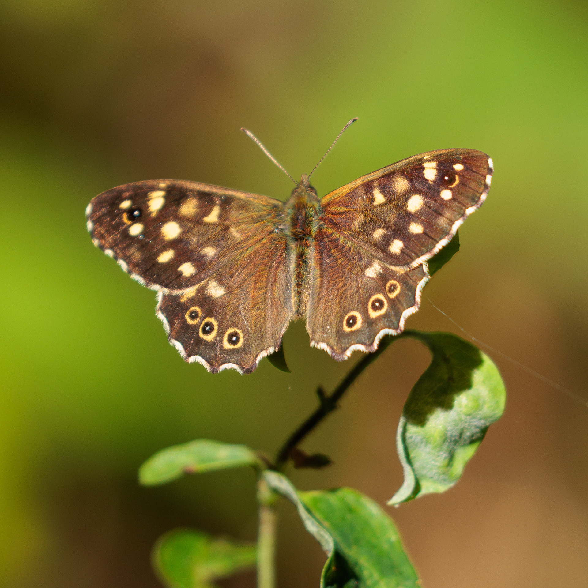 Speckled Wood