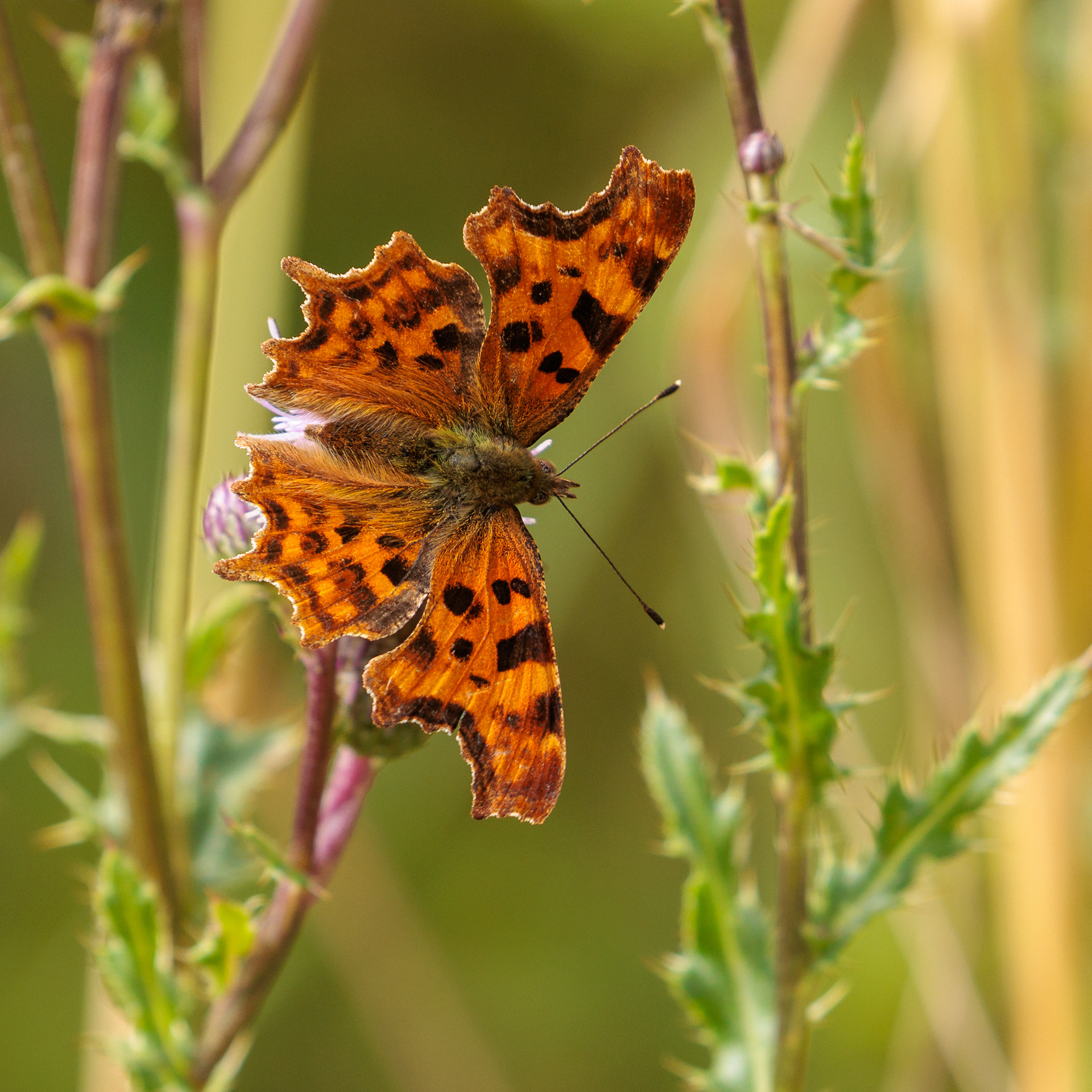 Comma