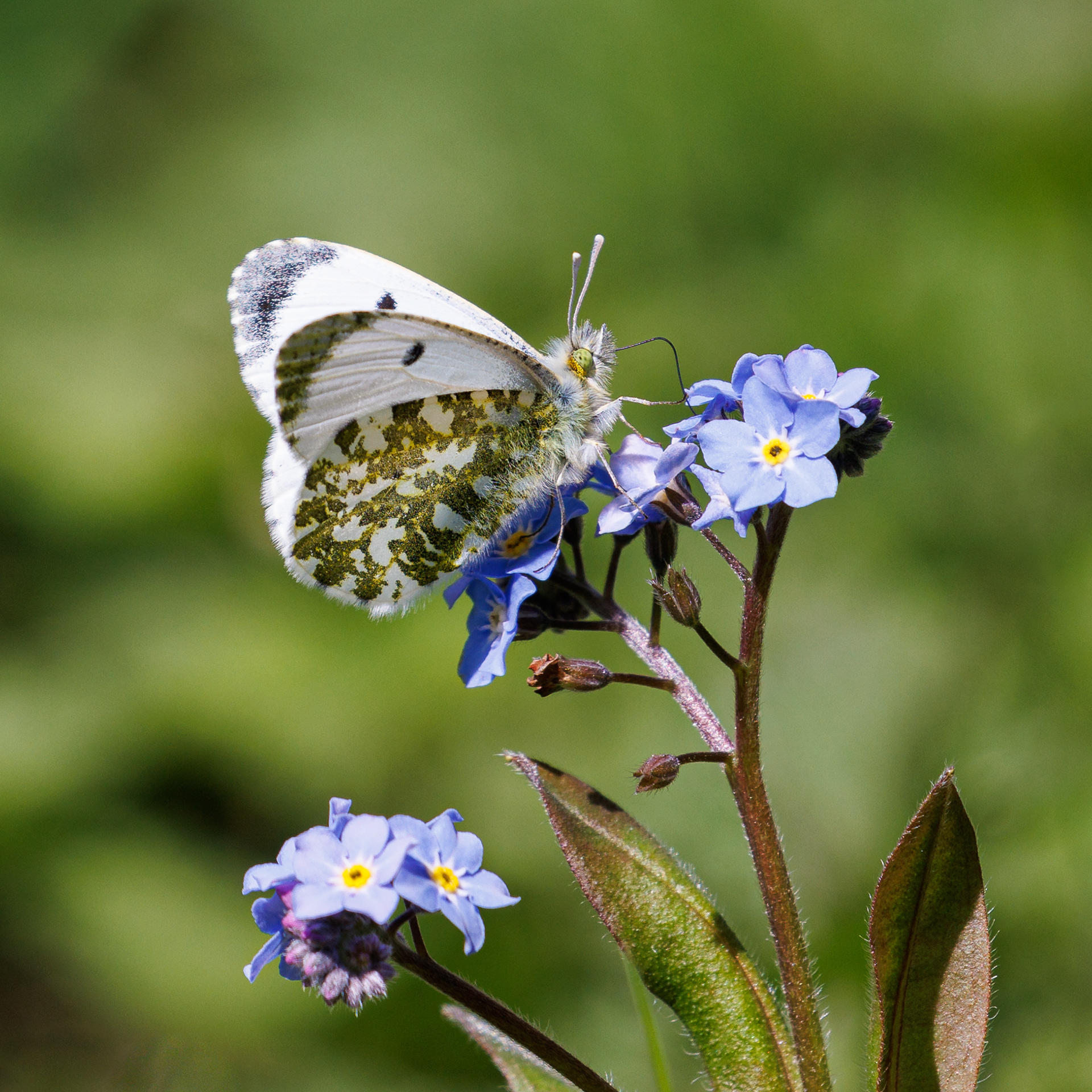Orange Tip Female