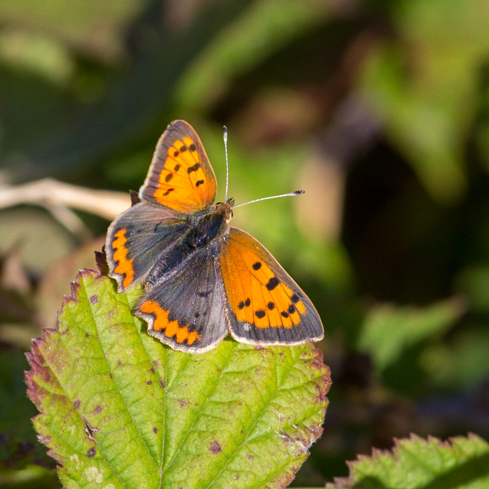 Small Copper