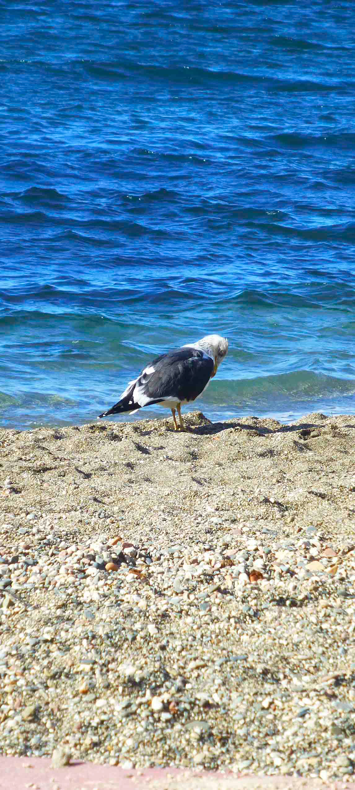 Nº 21. Título: Gaviota. Medidas: 40 x 90 cm. Técnica: Impresión digital. Año 2016. Tirada: 5 ejemplares.