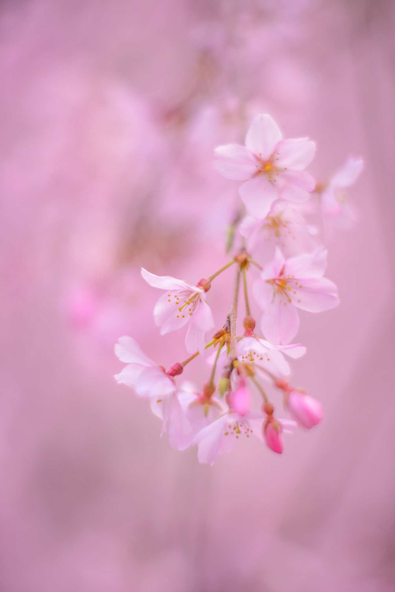 六義園のしだれ桜