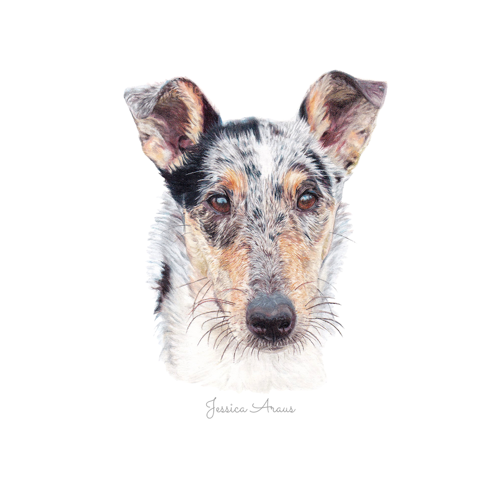 Colored pencil illustration of a Smooth Collie dog