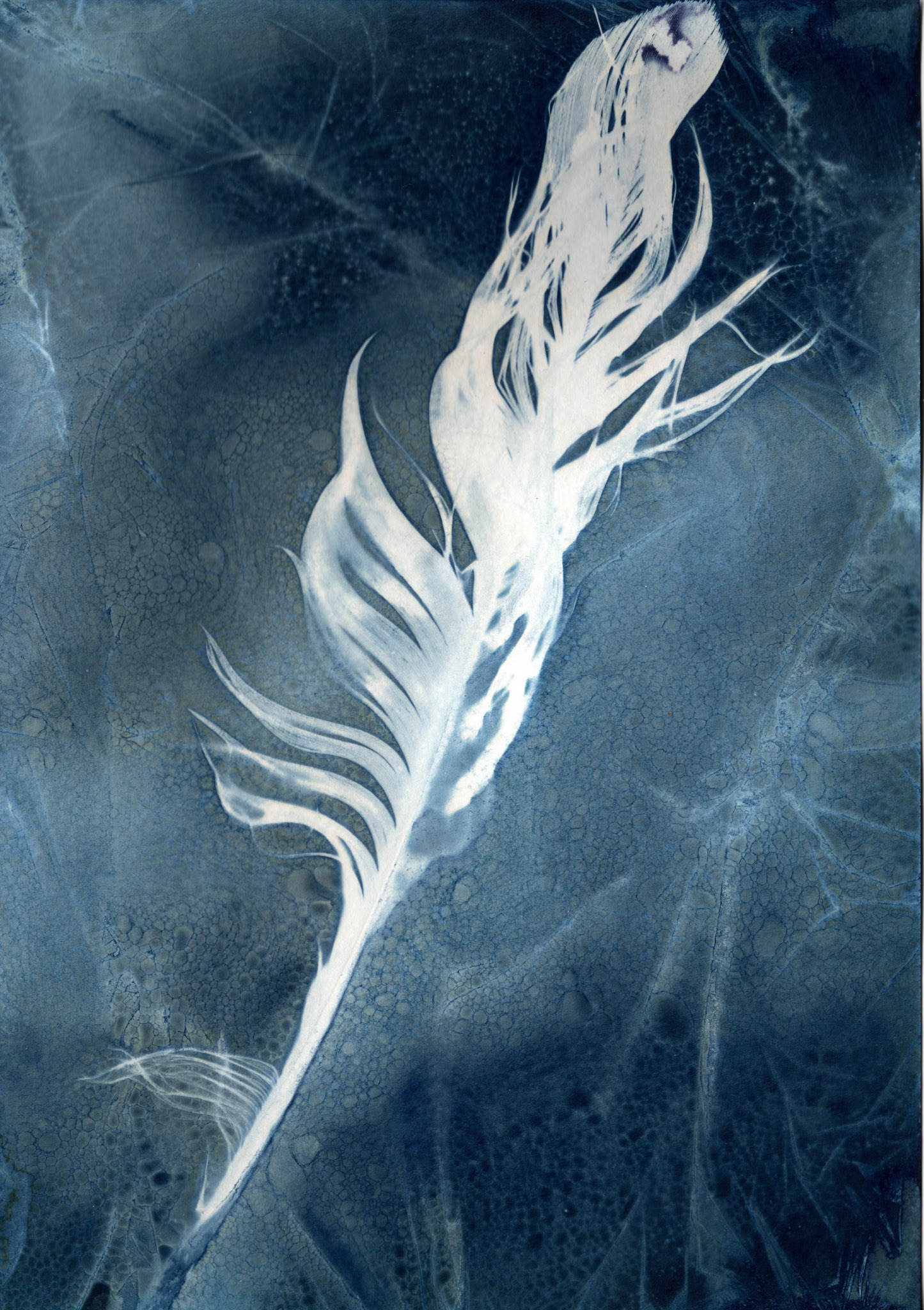 A botanical print, also known as a wet cyanotype. This type of image is made by the sun. A coated sheet of paper has leaves, flowers or part of a plant placed on it and is placed into a contact printing frame. It is then left in a sunny spot in the garden, or on a windowsill for a number of hours, before being taken out of the frame, the plant removed and then the print being washed.