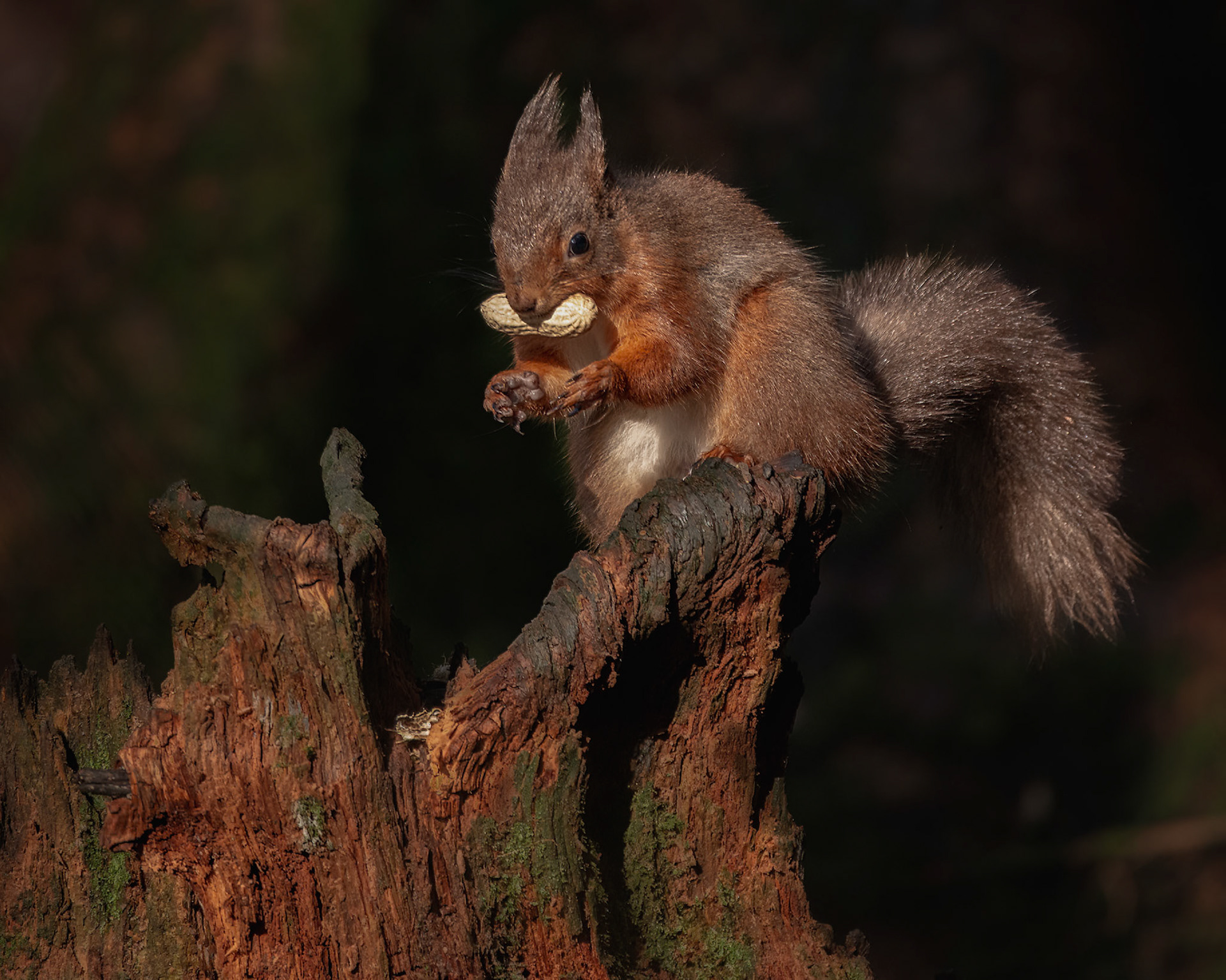 Made me chuckle! This lovely red squirrel almost looks like hes saying 'Nuts? Where??'