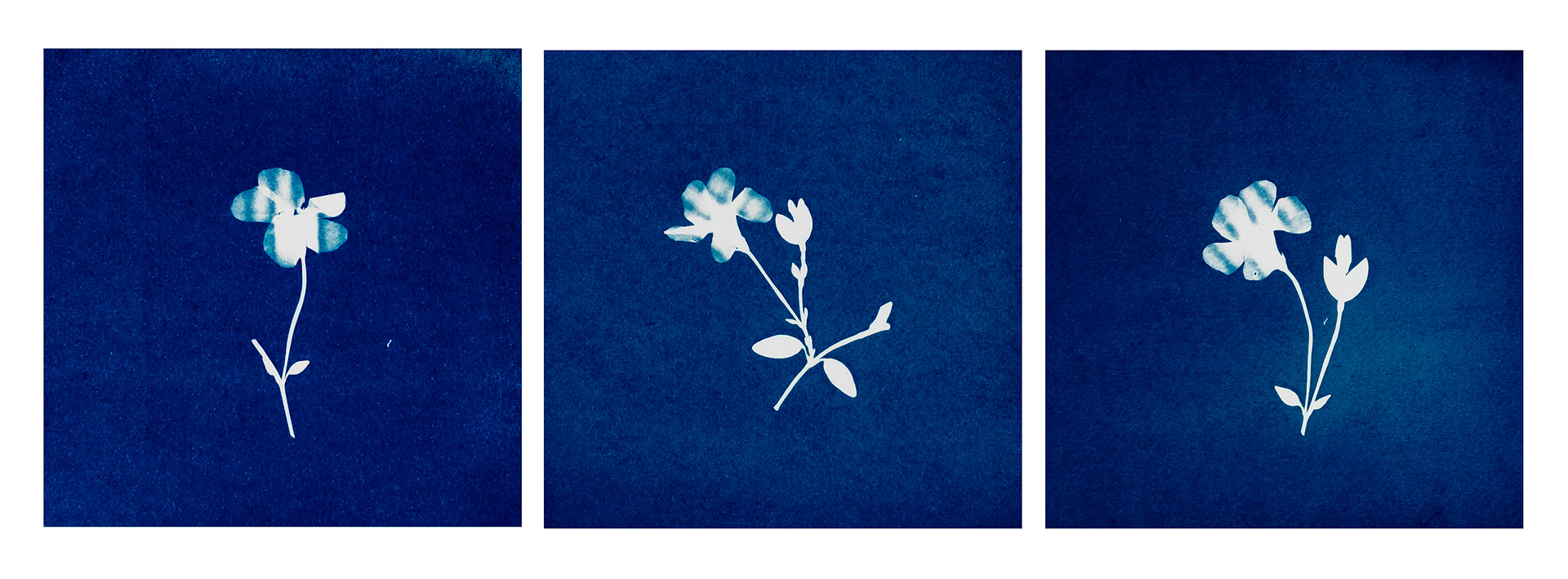 Sunprints of some small flowers from the garden