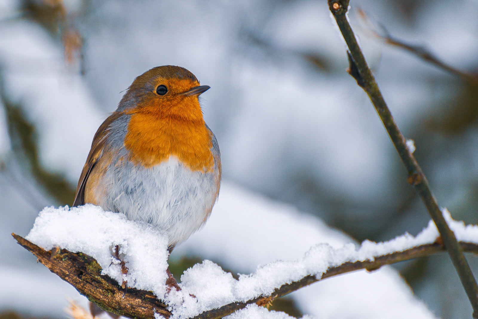 Mr Robin