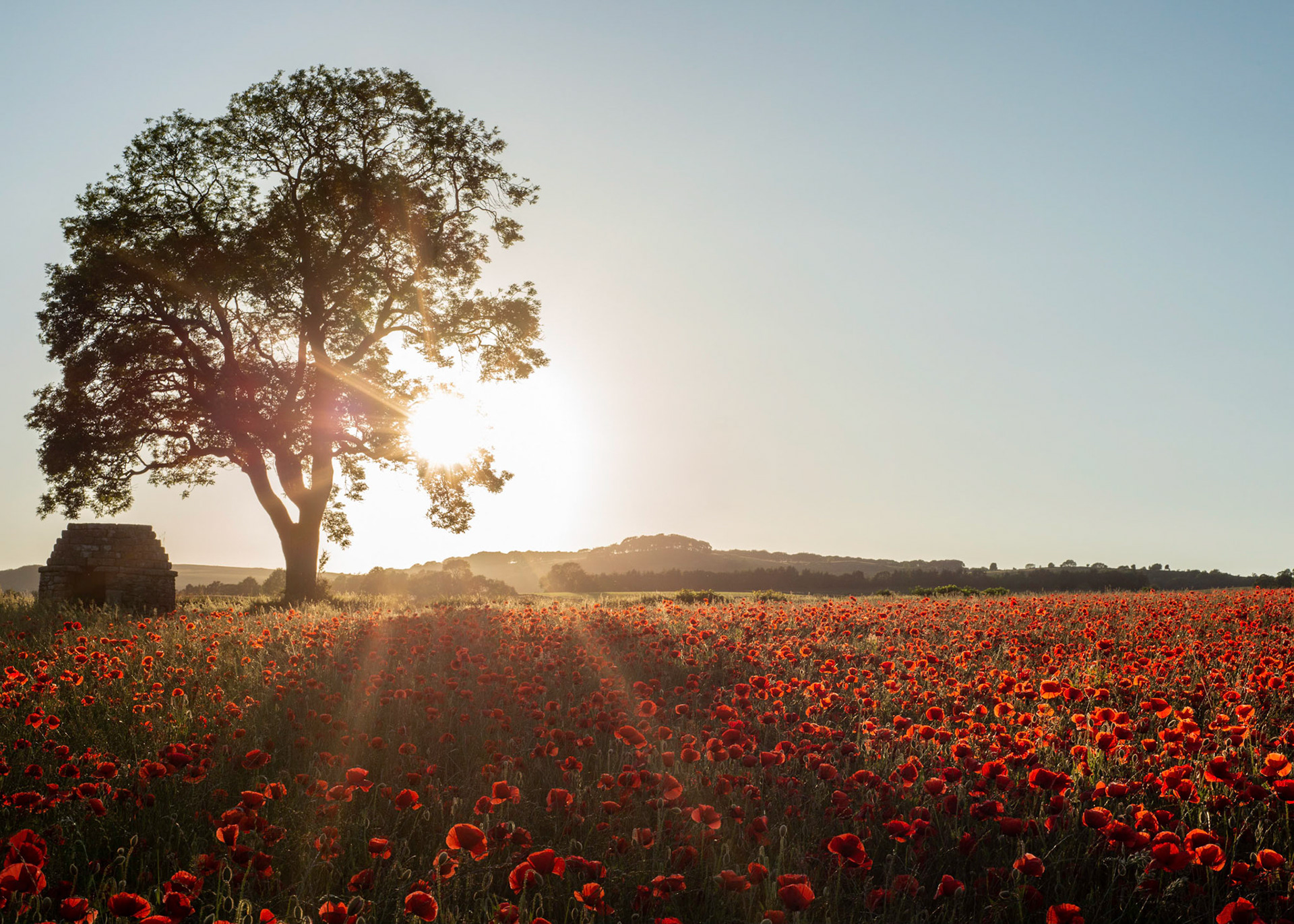 Poppies