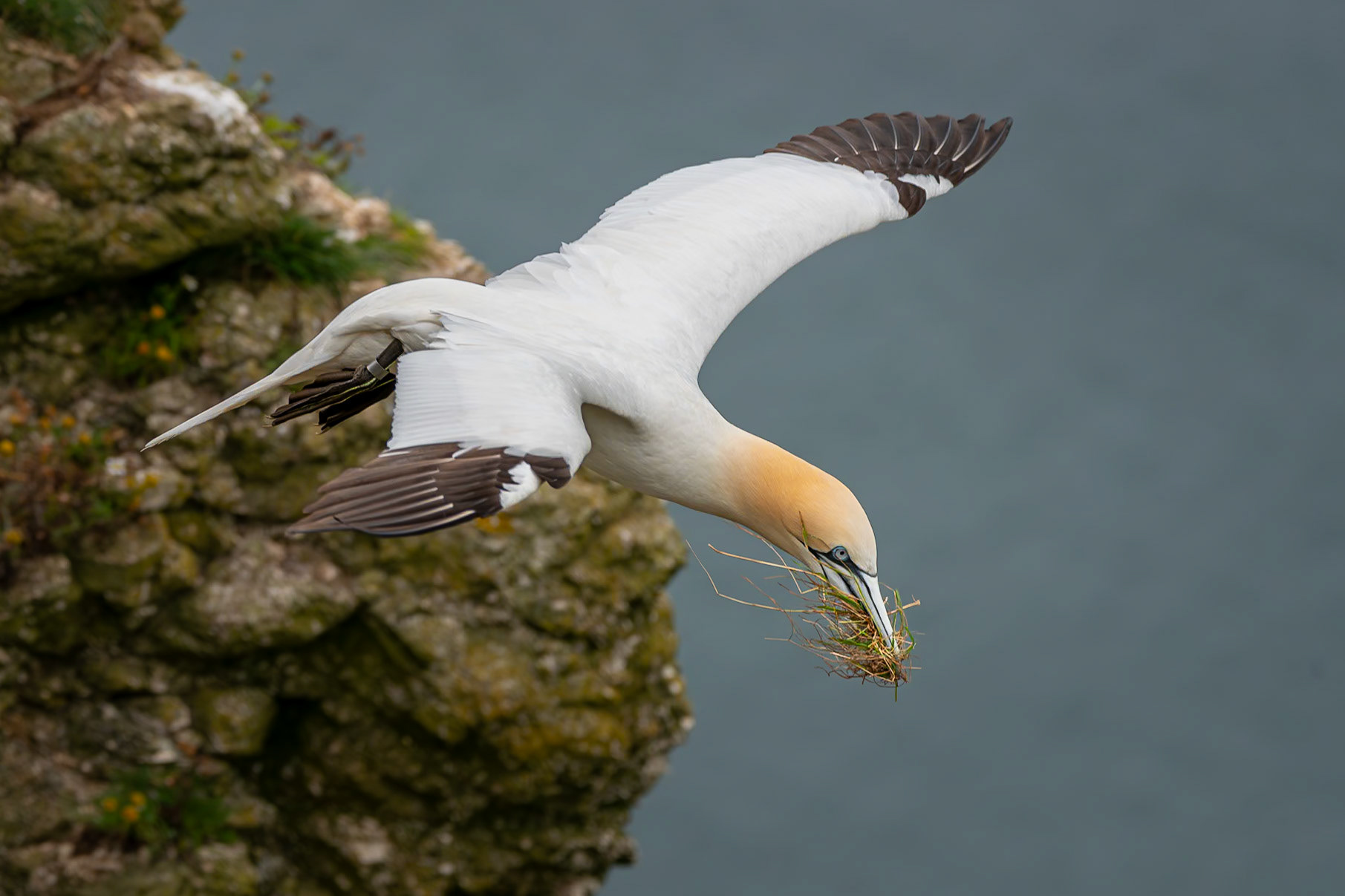 Gannet with nesting material at RSPB Bempton Cliffs, July 2024.