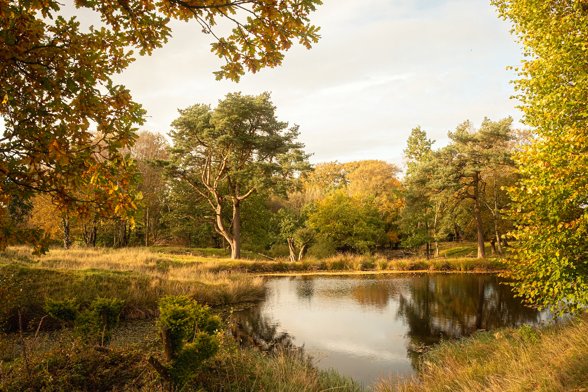 An Autumnal View
