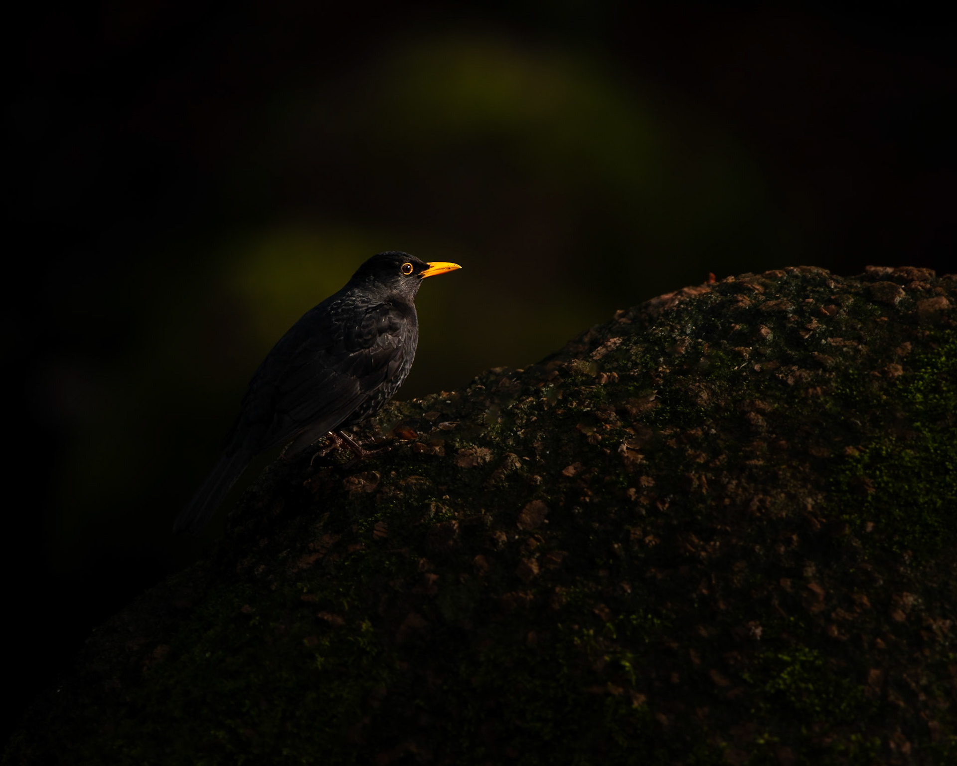 The yellow beak and eye ring really stand out on this blackbird.